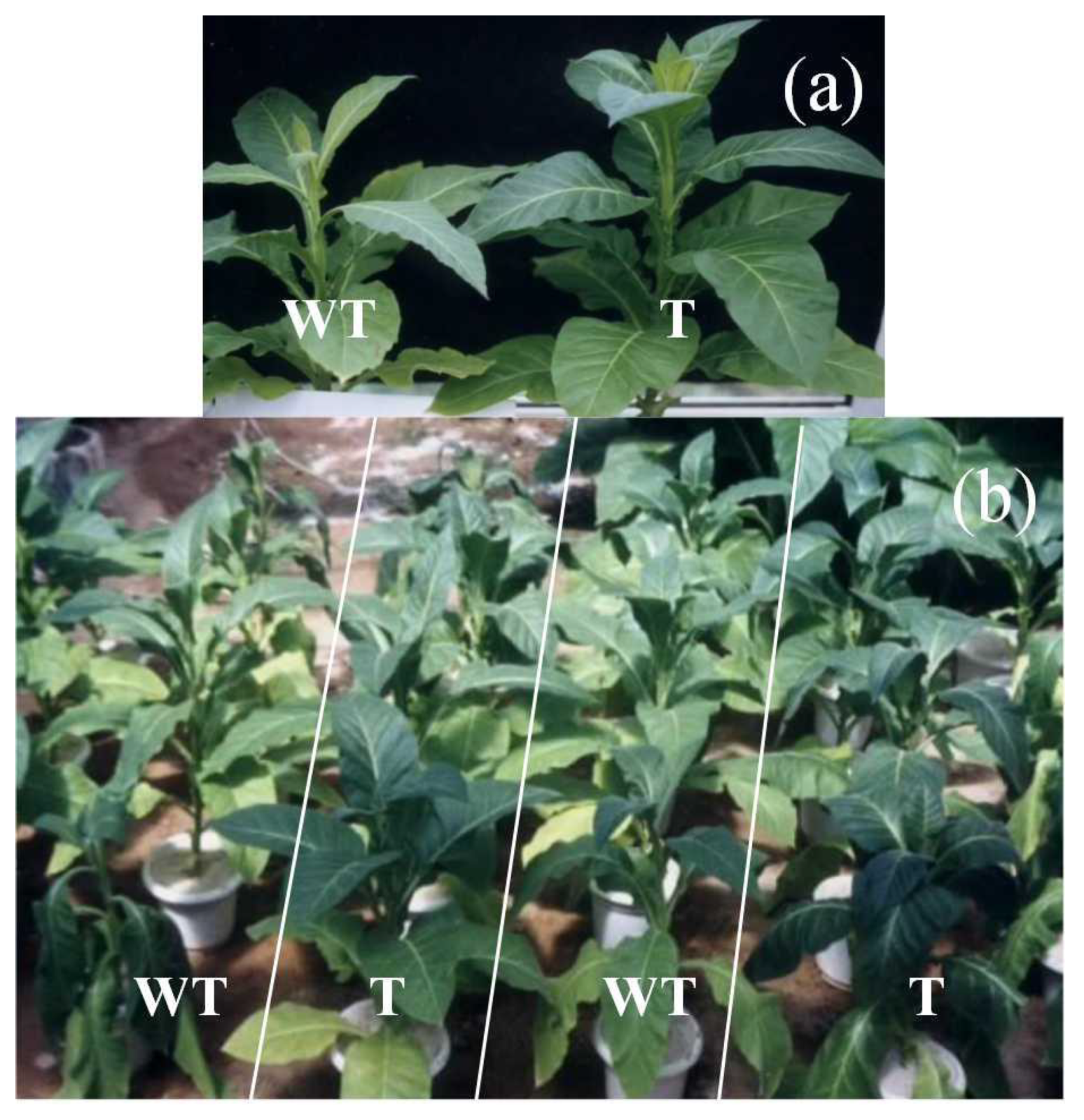 Agronomy 14 00690 g001