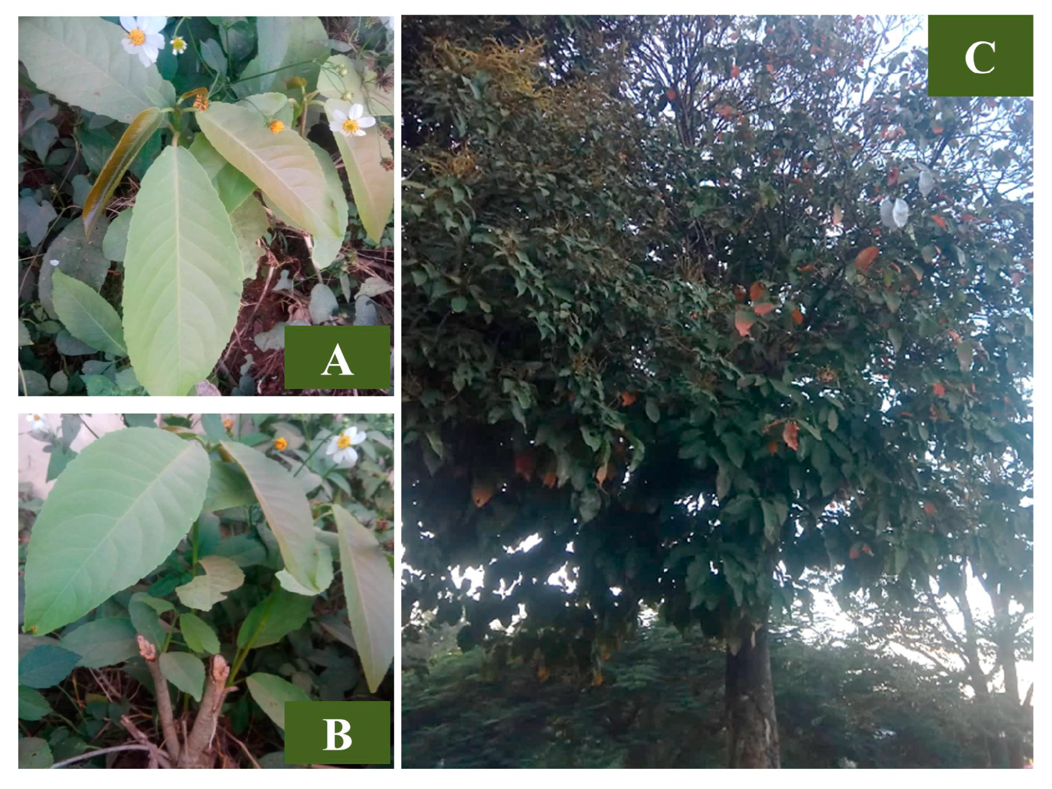 Agronomy 14 00695 g001 Agronomy 14 00695 g001