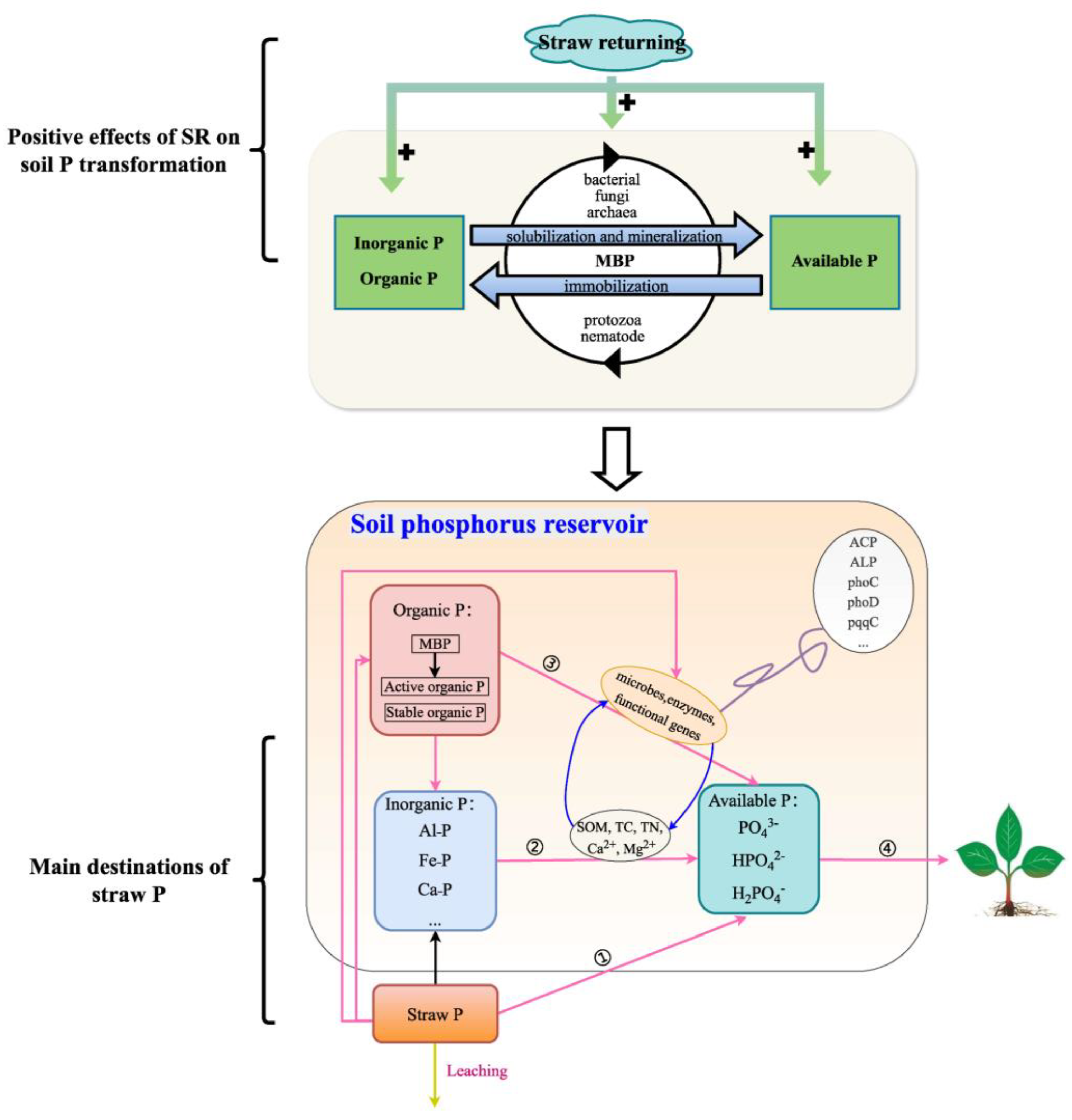 Agronomy 14 00698 g005