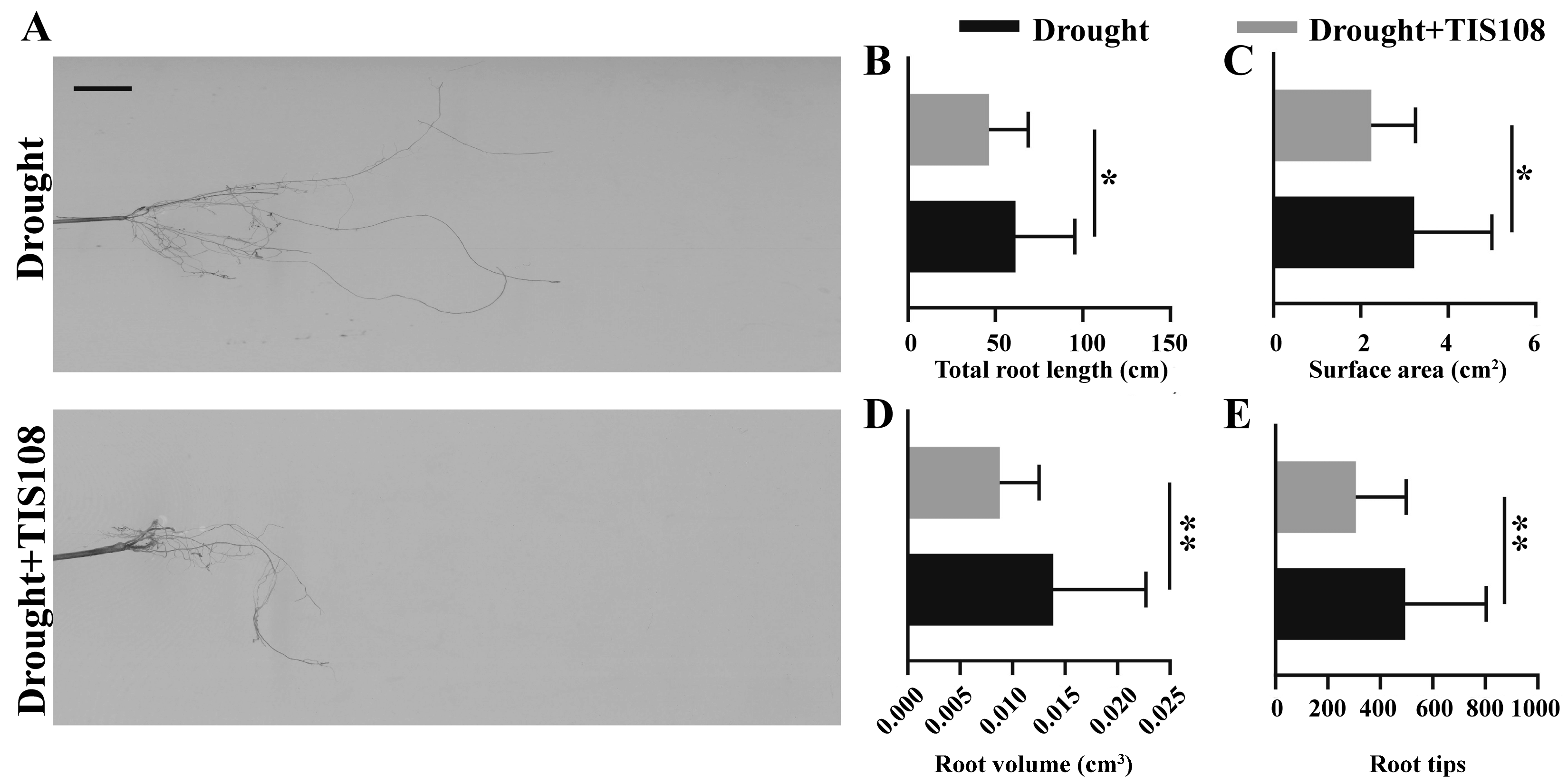 Agronomy 14 00725 g006 Agronomy 14 00725 g006
