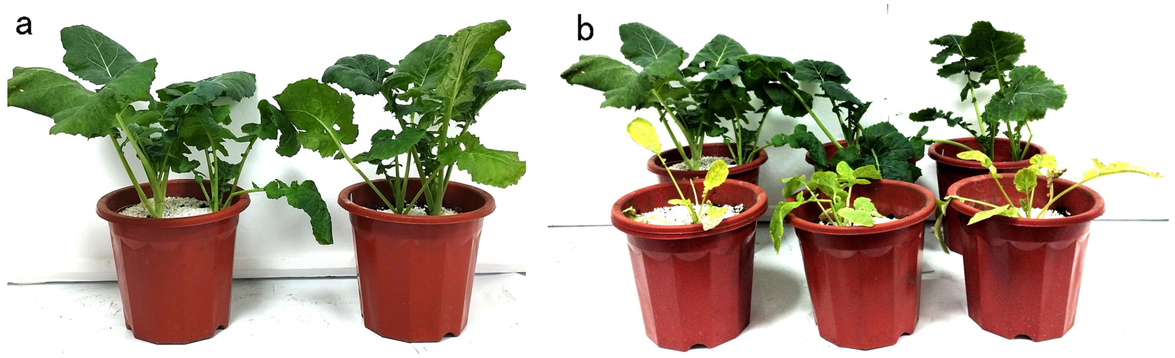 Agronomy 14 00727 g002