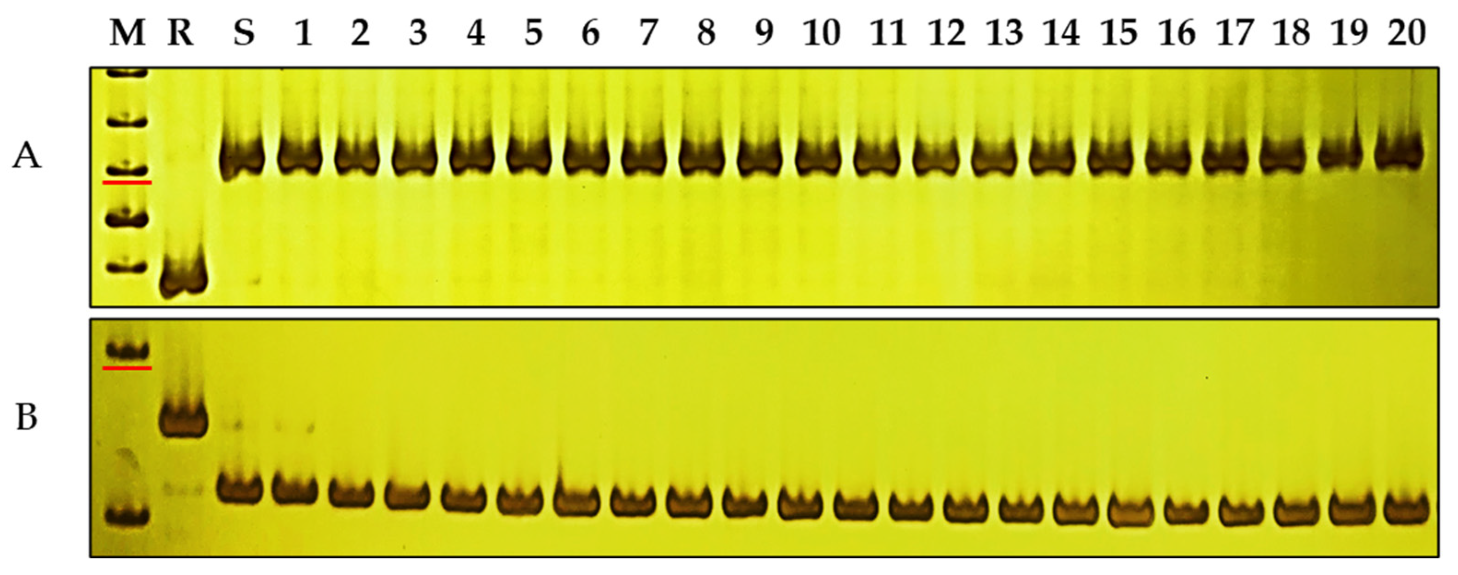 Agronomy 14 00744 g005