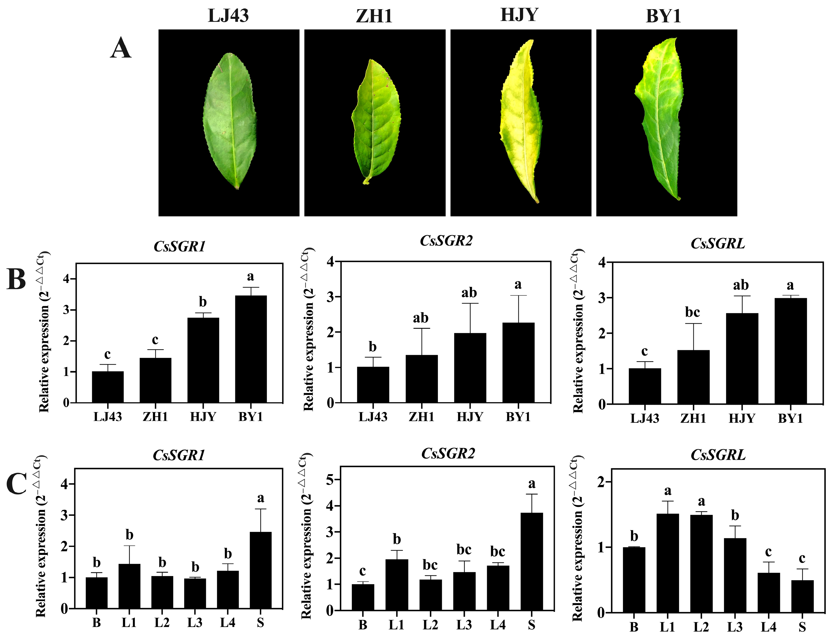 Agronomy 14 00769 g004