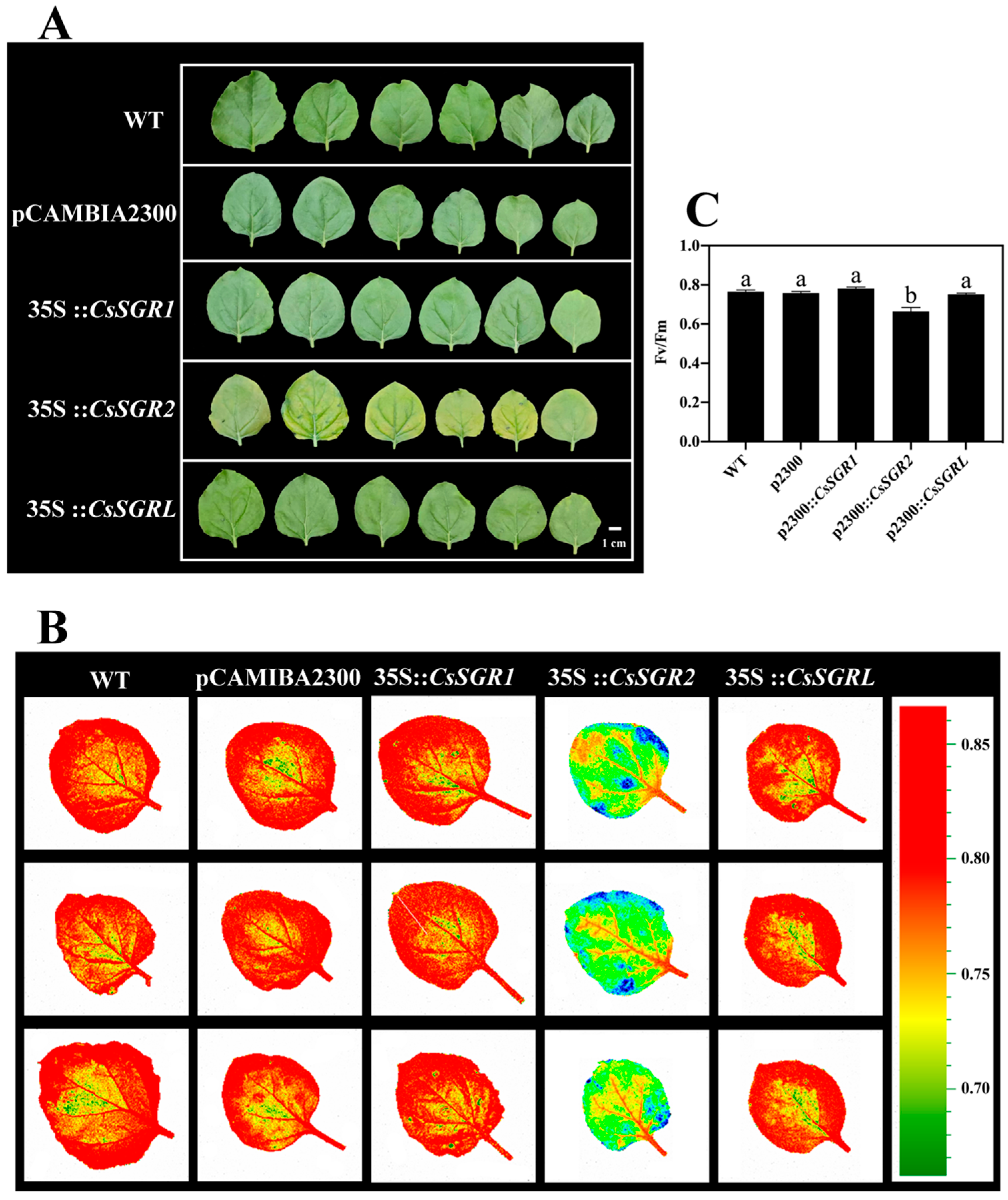 Agronomy 14 00769 g006