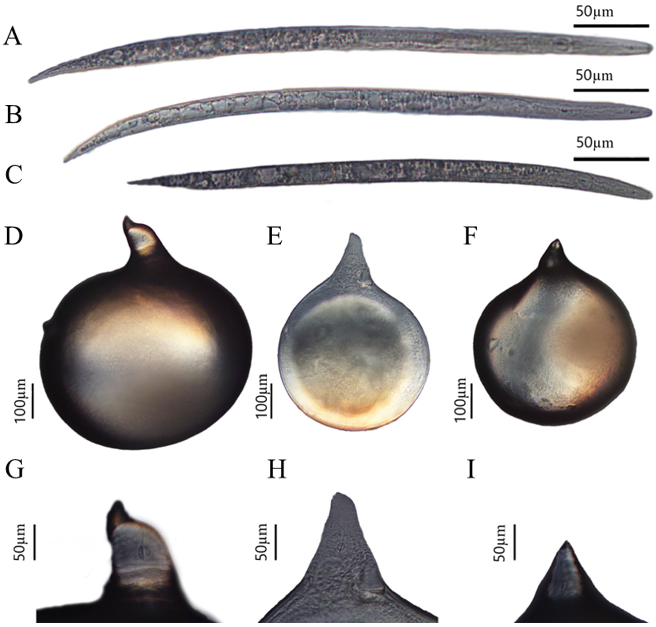 Agronomy 14 00782 g002