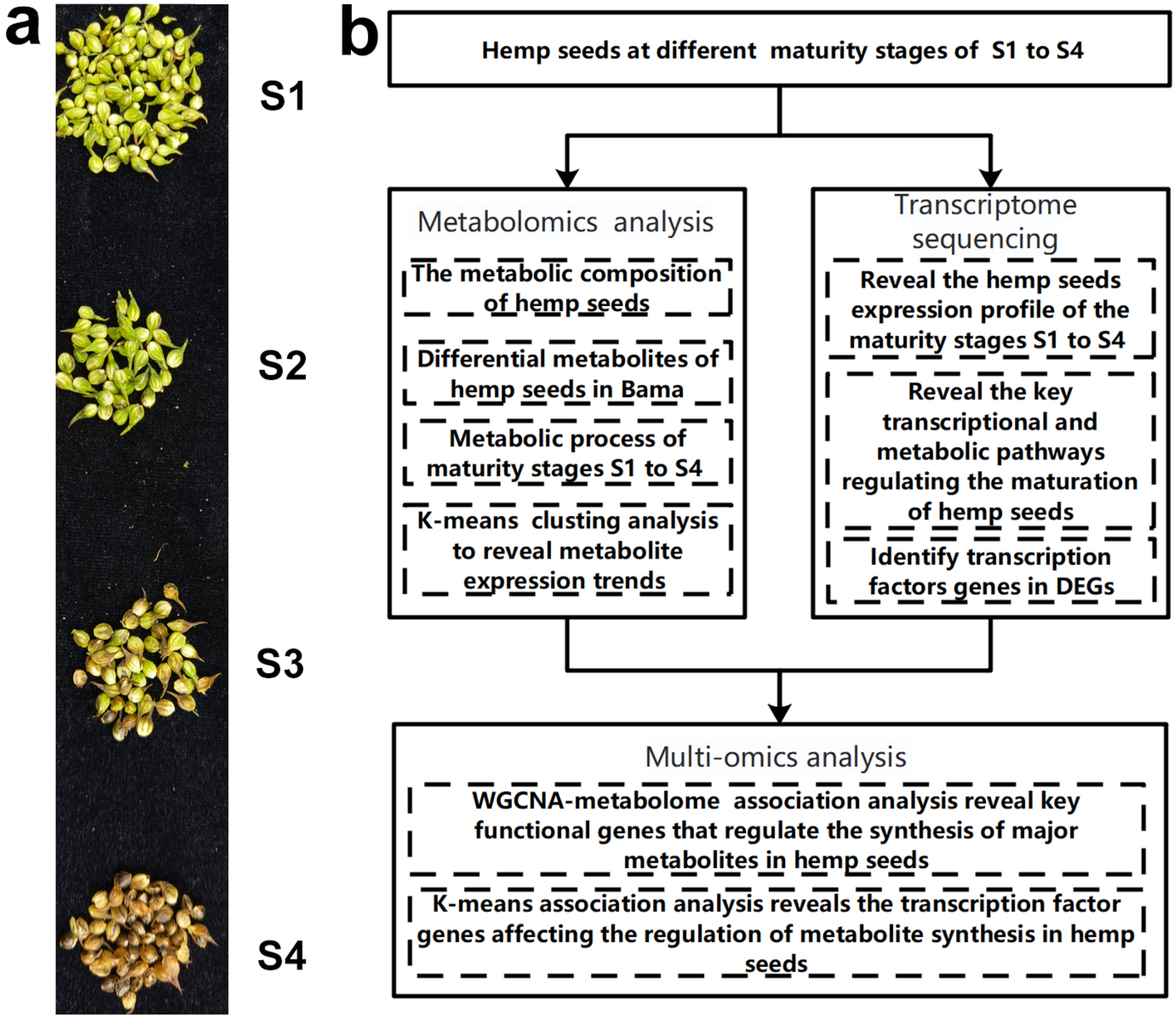 Agronomy 14 00787 g001