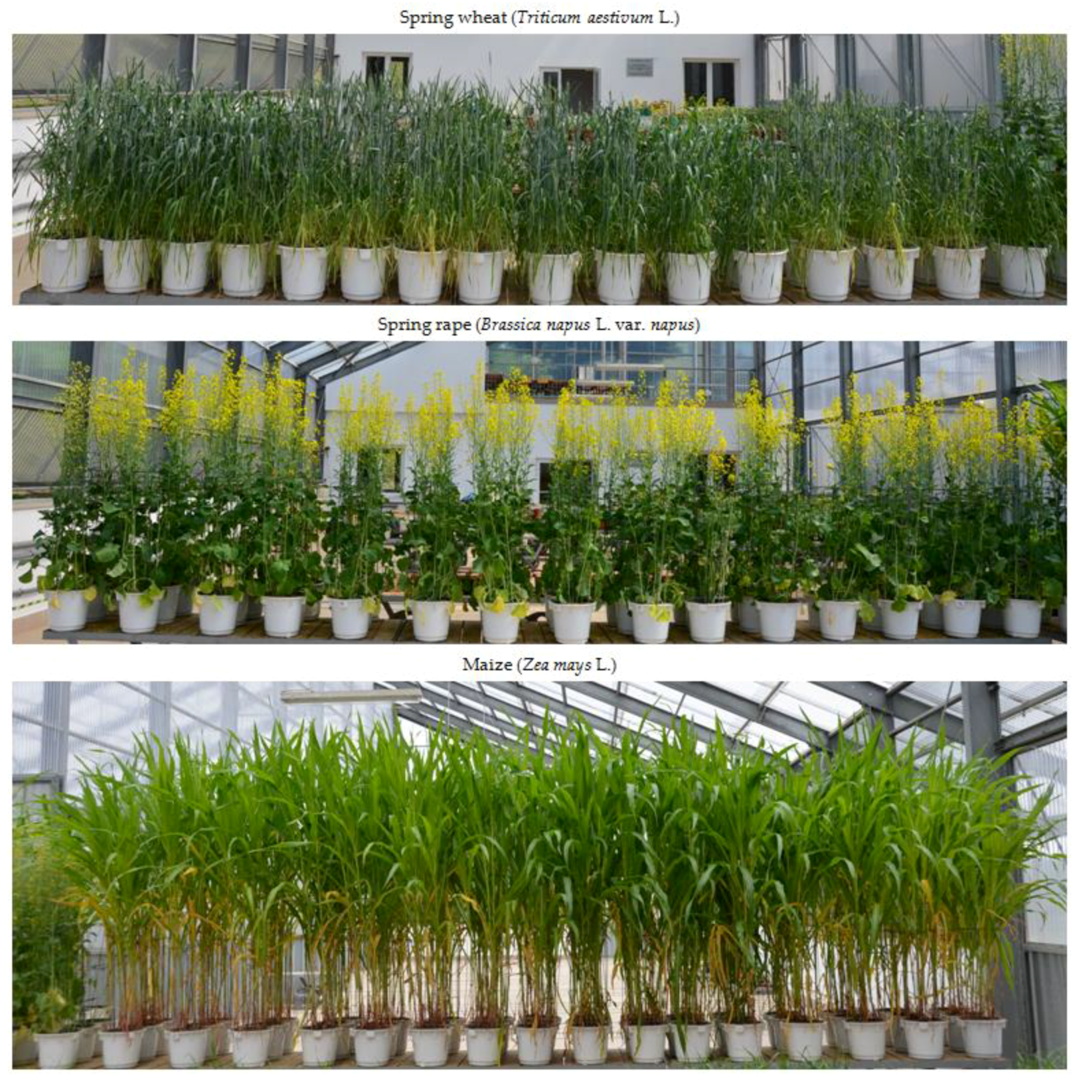 Agronomy 14 00802 g001