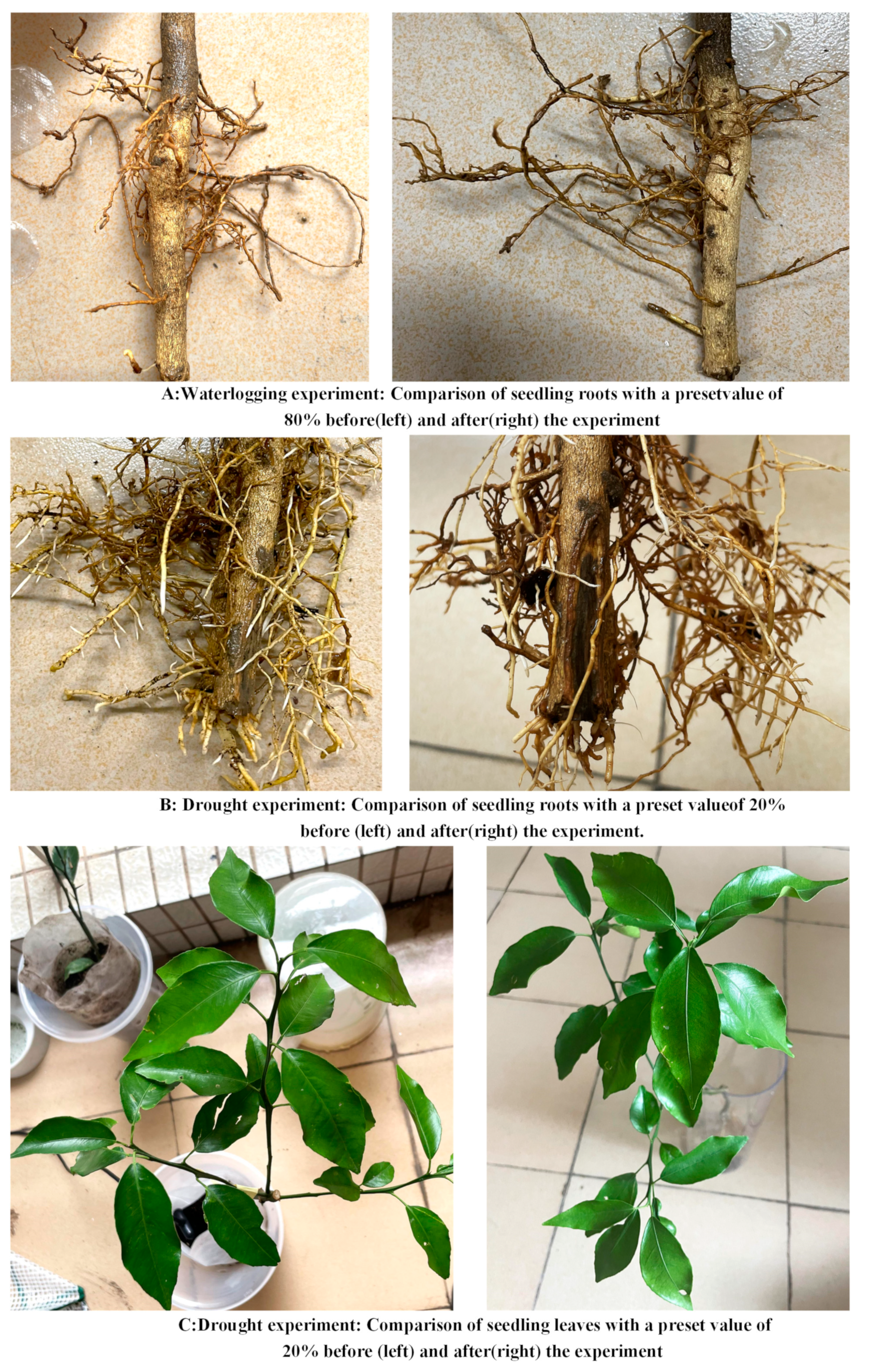 Agronomy 14 00808 g005