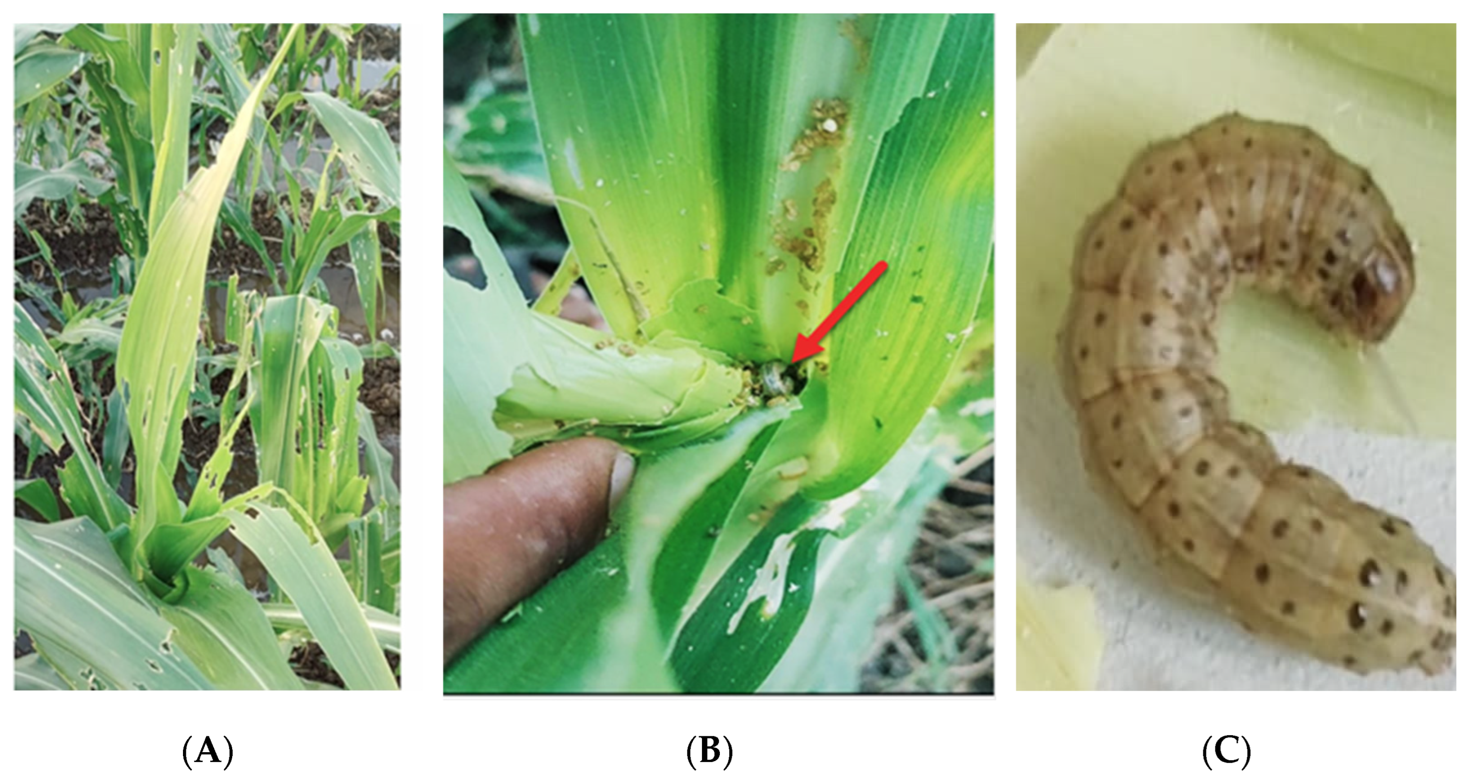 Agronomy 14 00809 g001 Agronomy 14 00809 g001