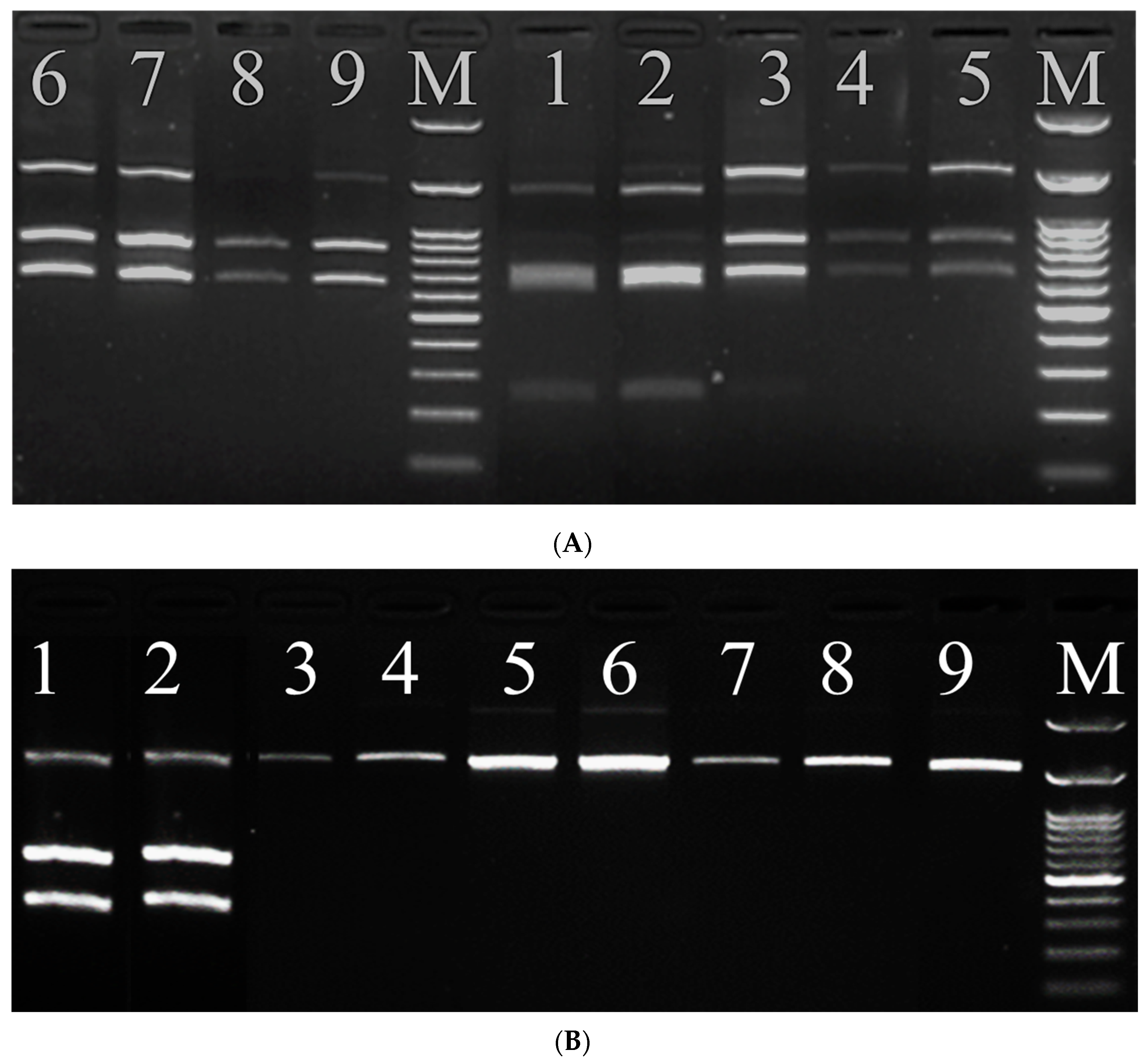 Agronomy 14 00809 g005a Agronomy 14 00809 g005a