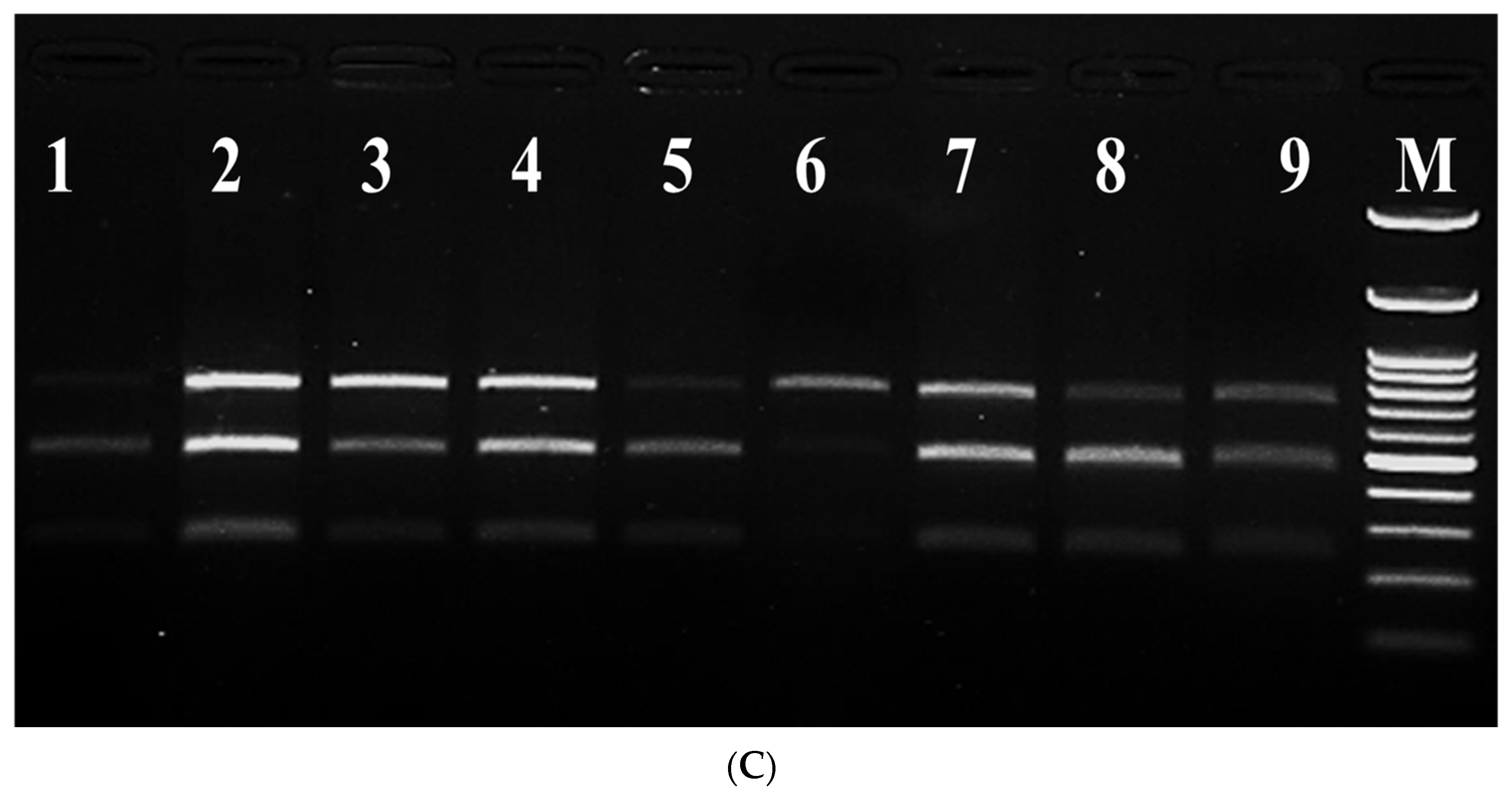 Agronomy 14 00809 g005b Agronomy 14 00809 g005b