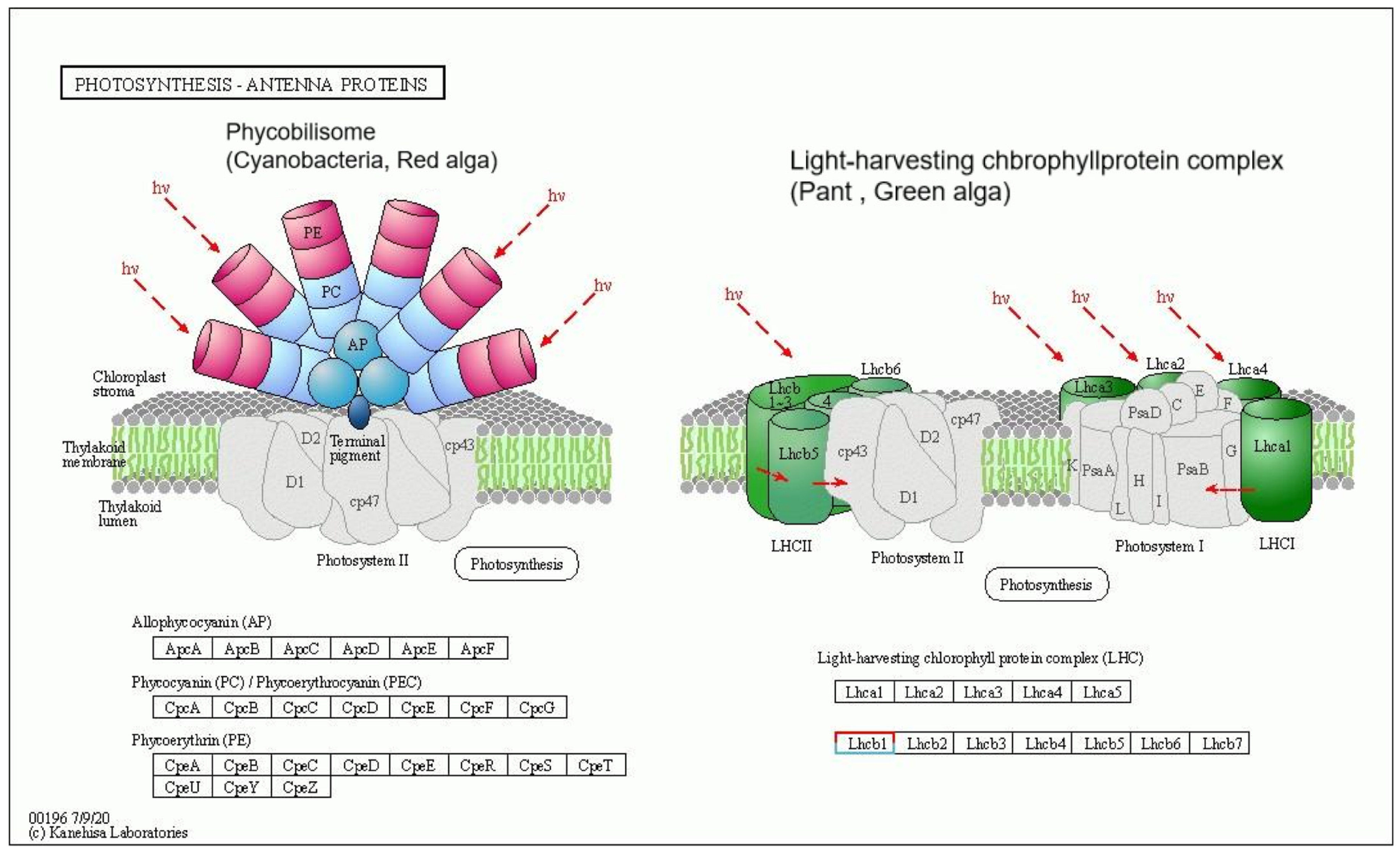 Agronomy 14 00828 g008