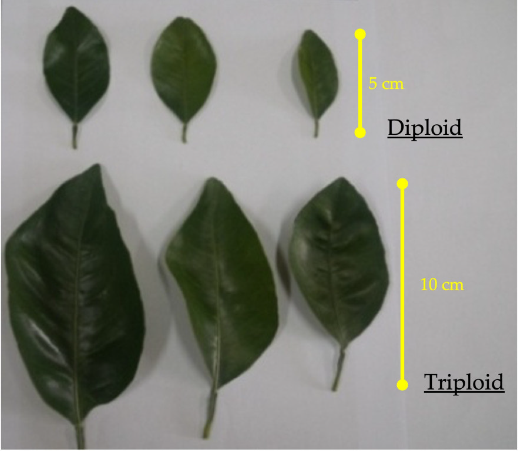 Agronomy 14 00829 g005