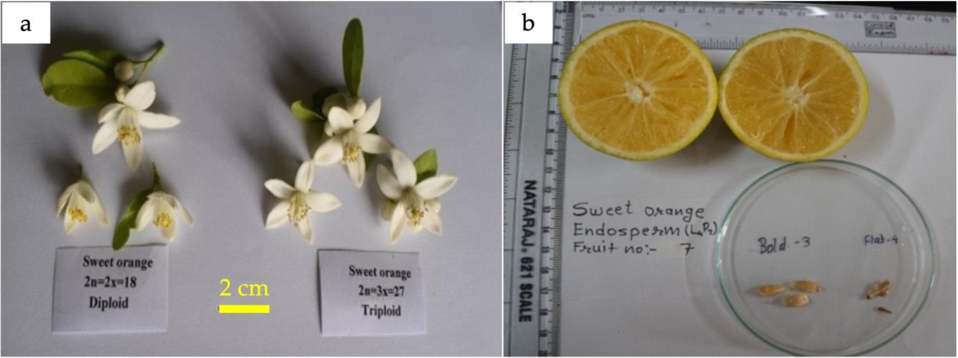 Agronomy 14 00829 g007