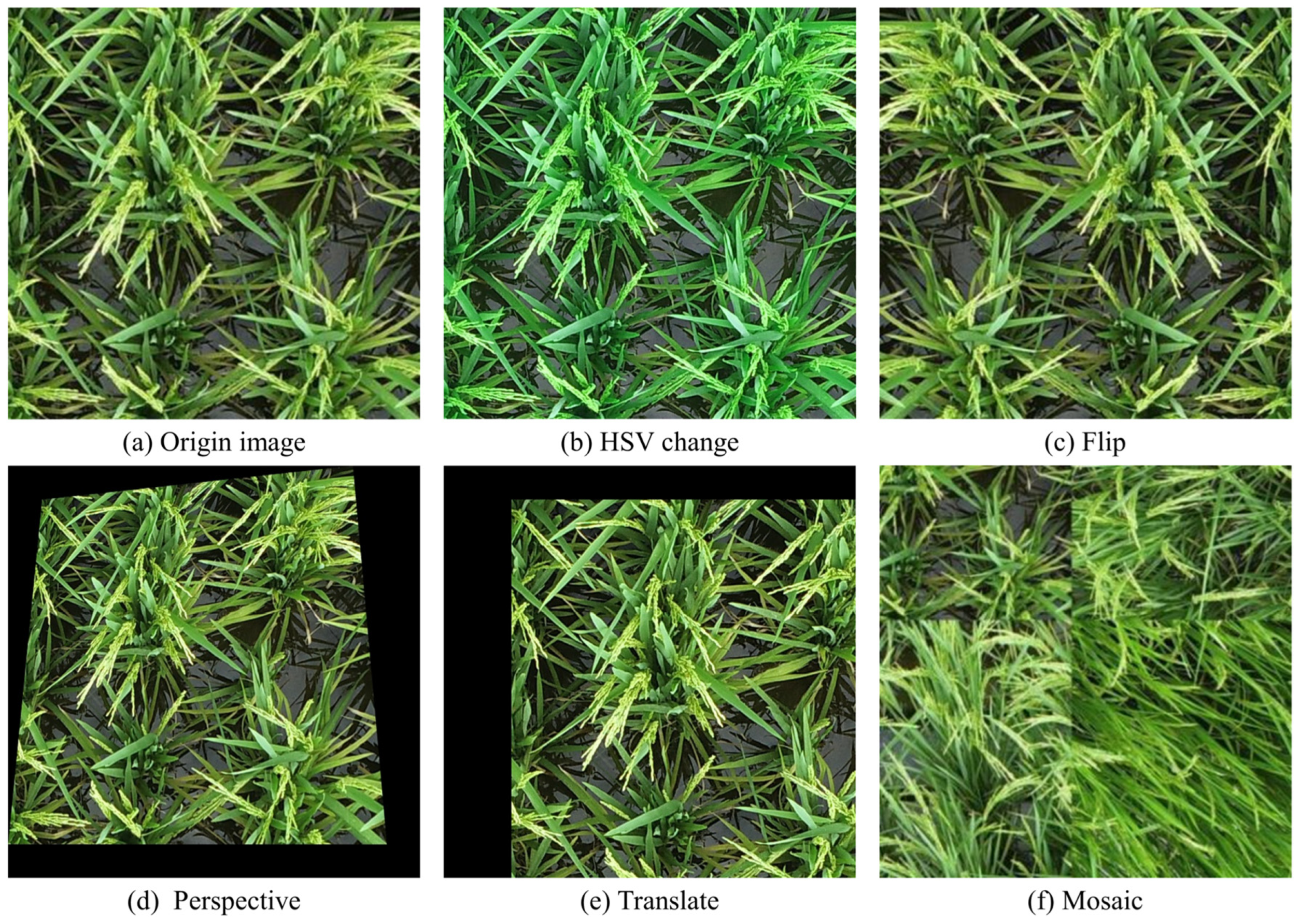 Agronomy 14 00836 g005