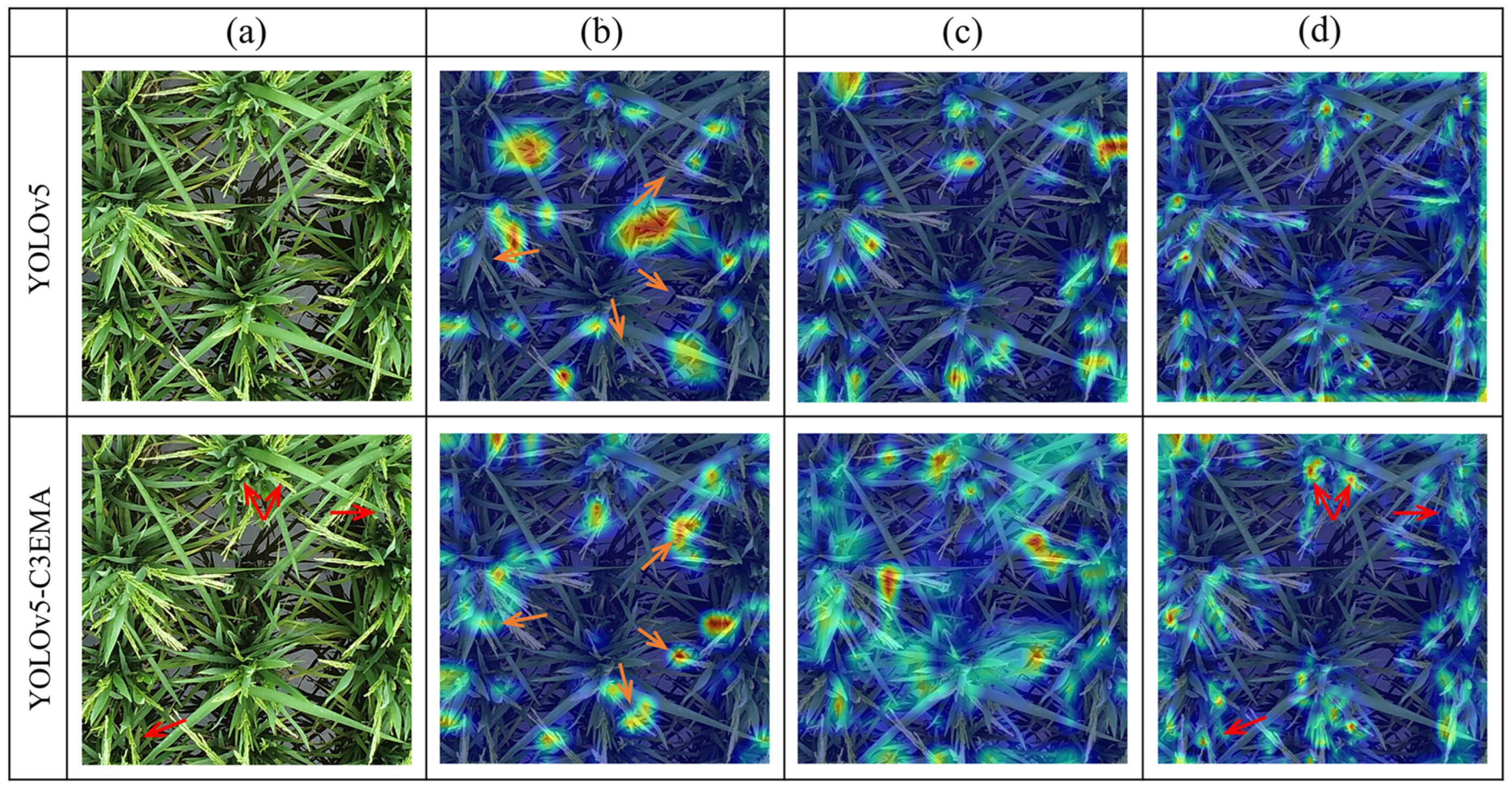 Agronomy 14 00836 g011