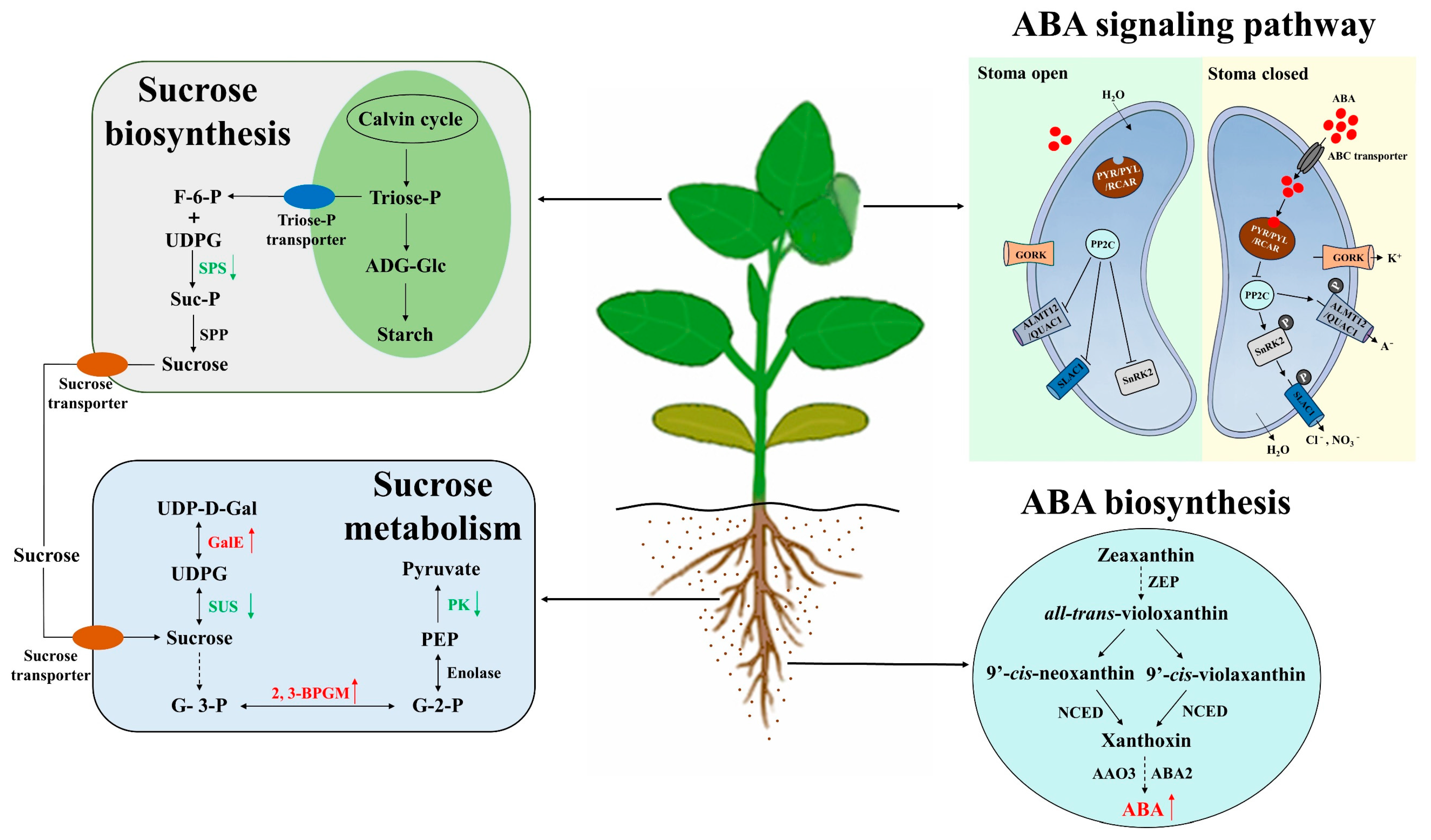 Agronomy 14 00843 g008