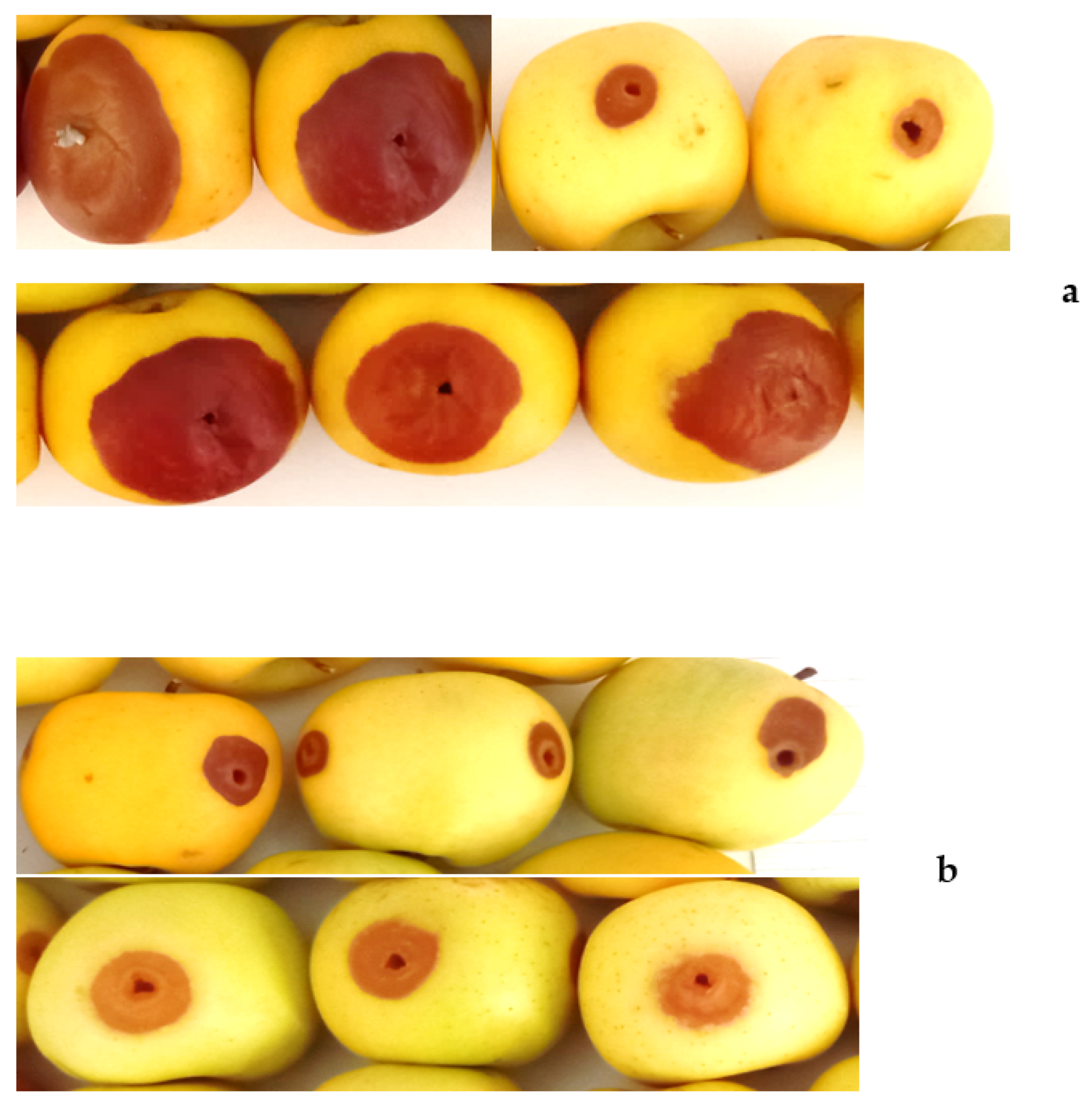 Agronomy 14 00845 g005 Agronomy 14 00845 g005