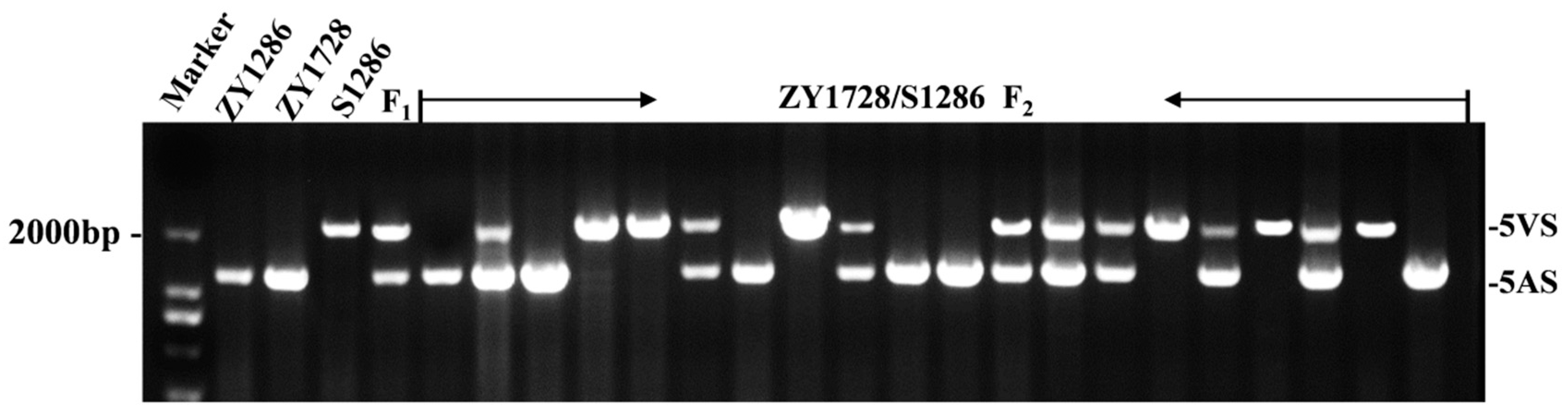 Agronomy 14 00848 g005