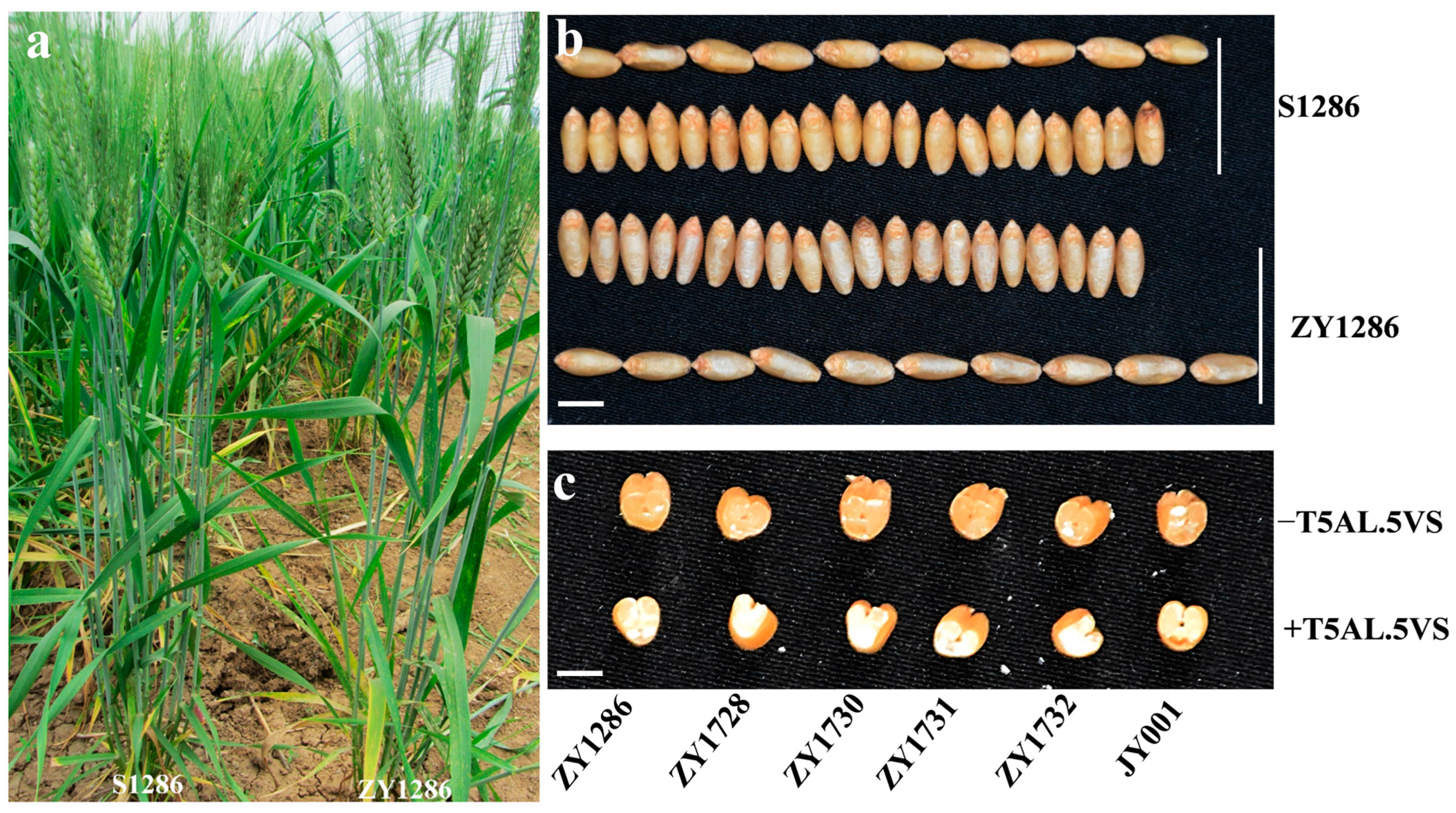Agronomy 14 00848 g006
