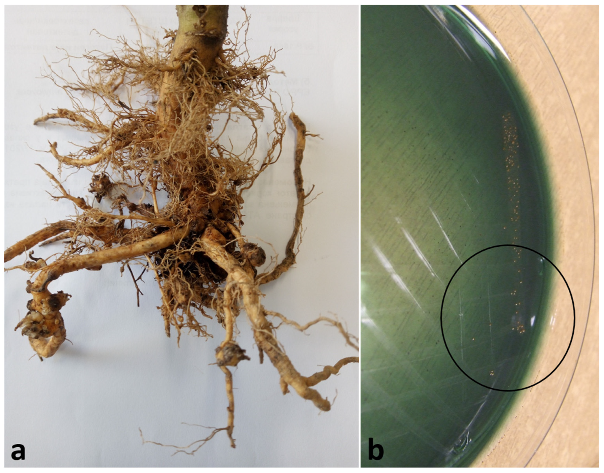 Agronomy 14 00851 g001