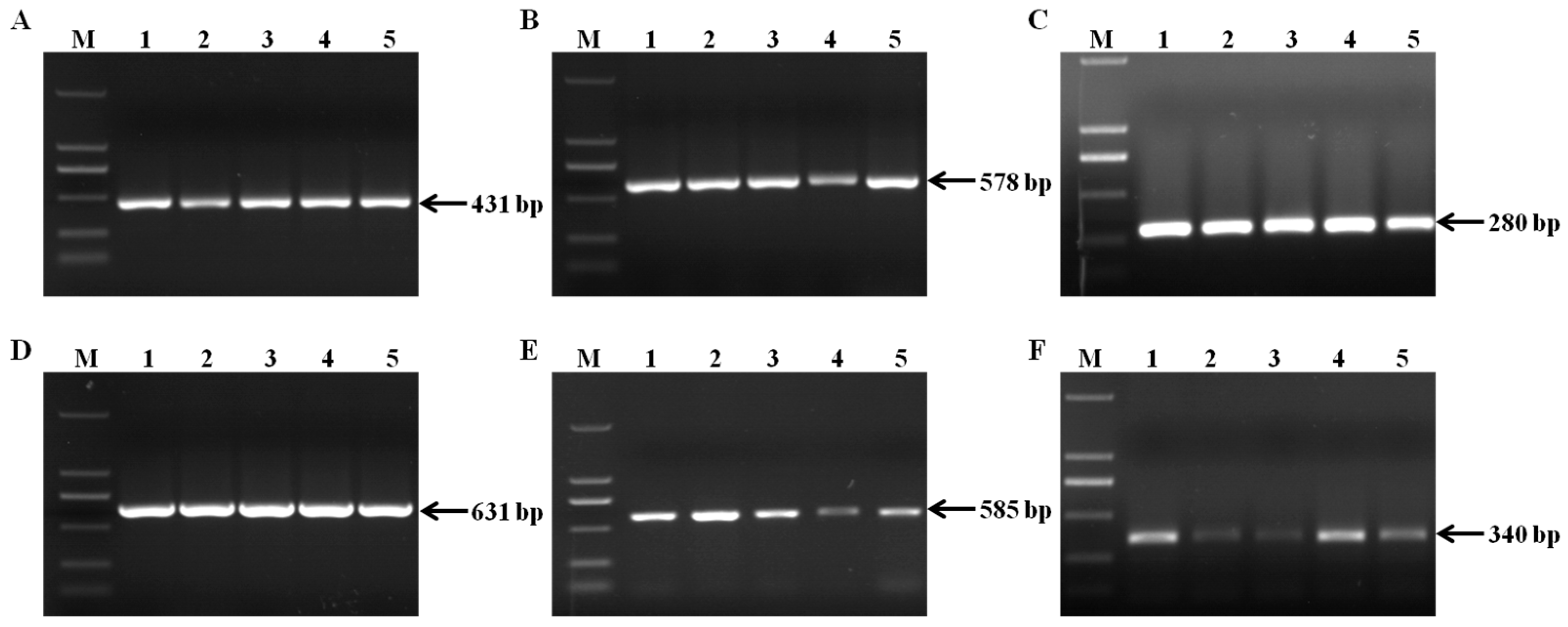 Agronomy 14 00855 g003