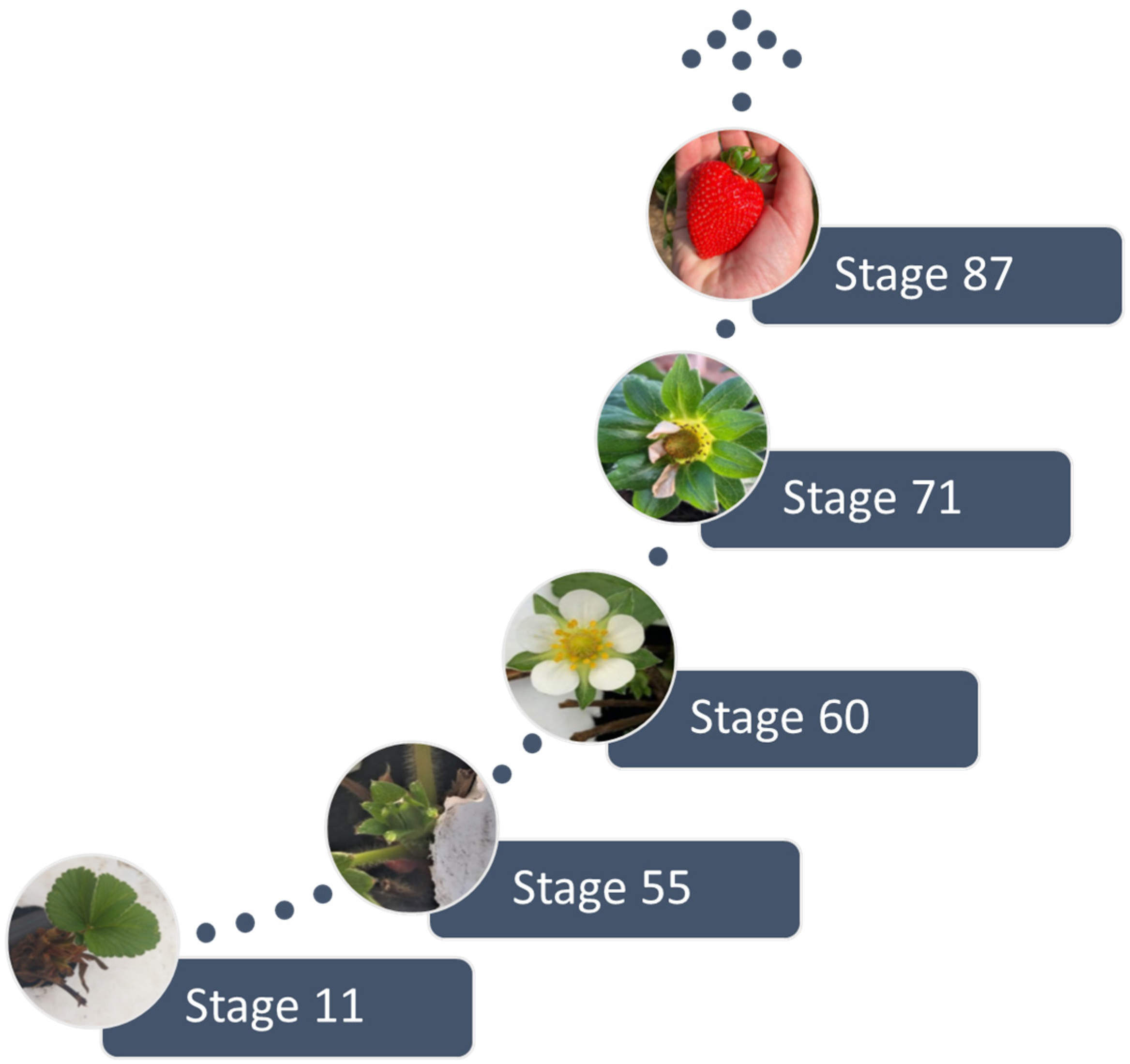 Agronomy 14 00860 g002 Agronomy 14 00860 g002