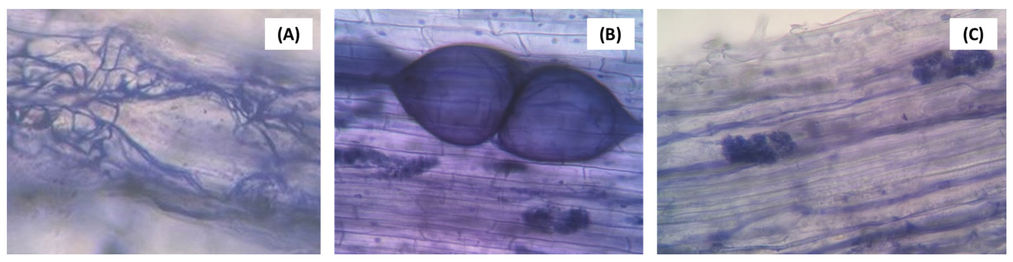 Agronomy 14 00860 g004 Agronomy 14 00860 g004