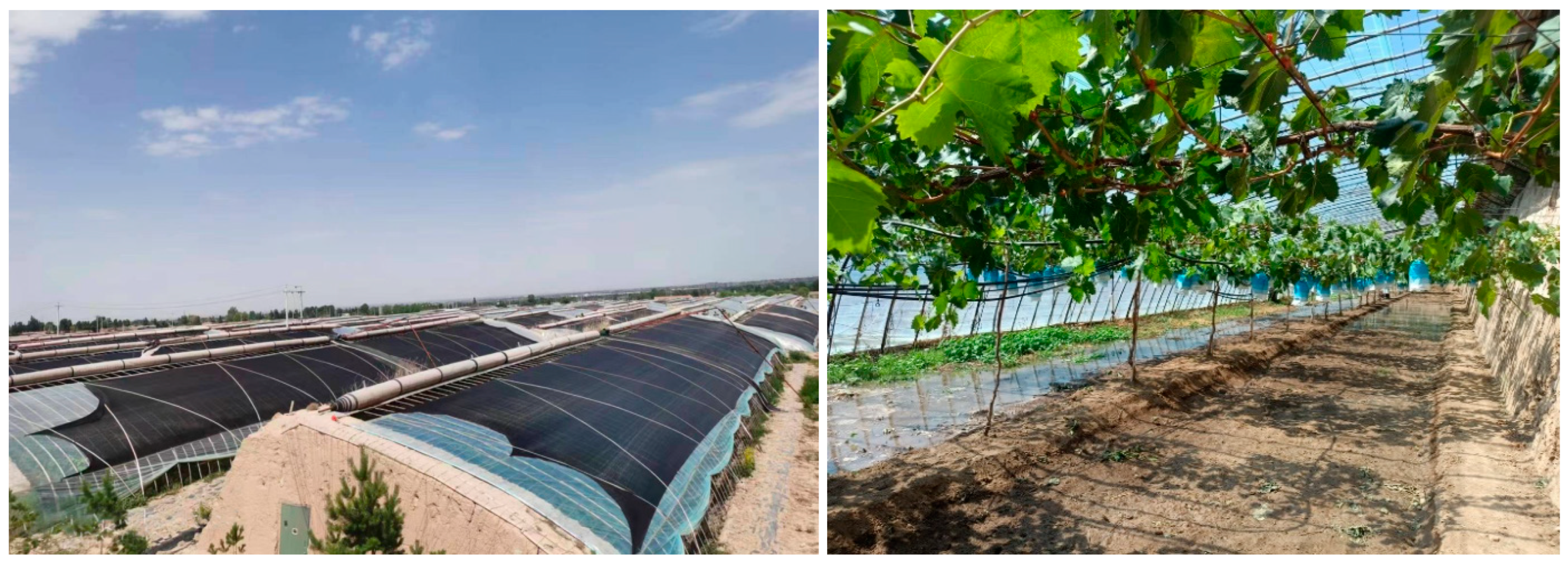 Agronomy 14 00861 g001