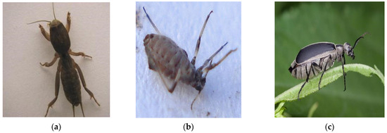 An Advancing GCT-Inception-ResNet-V3 Model for Arboreal Pest