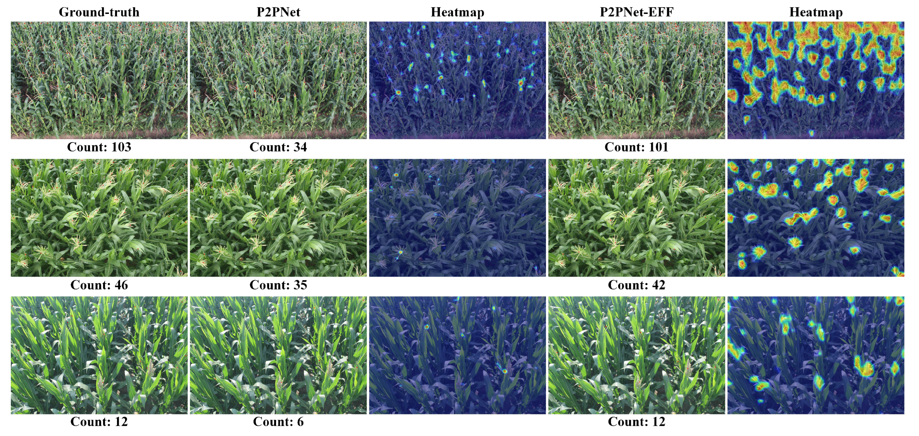 Agronomy 14 00868 g007