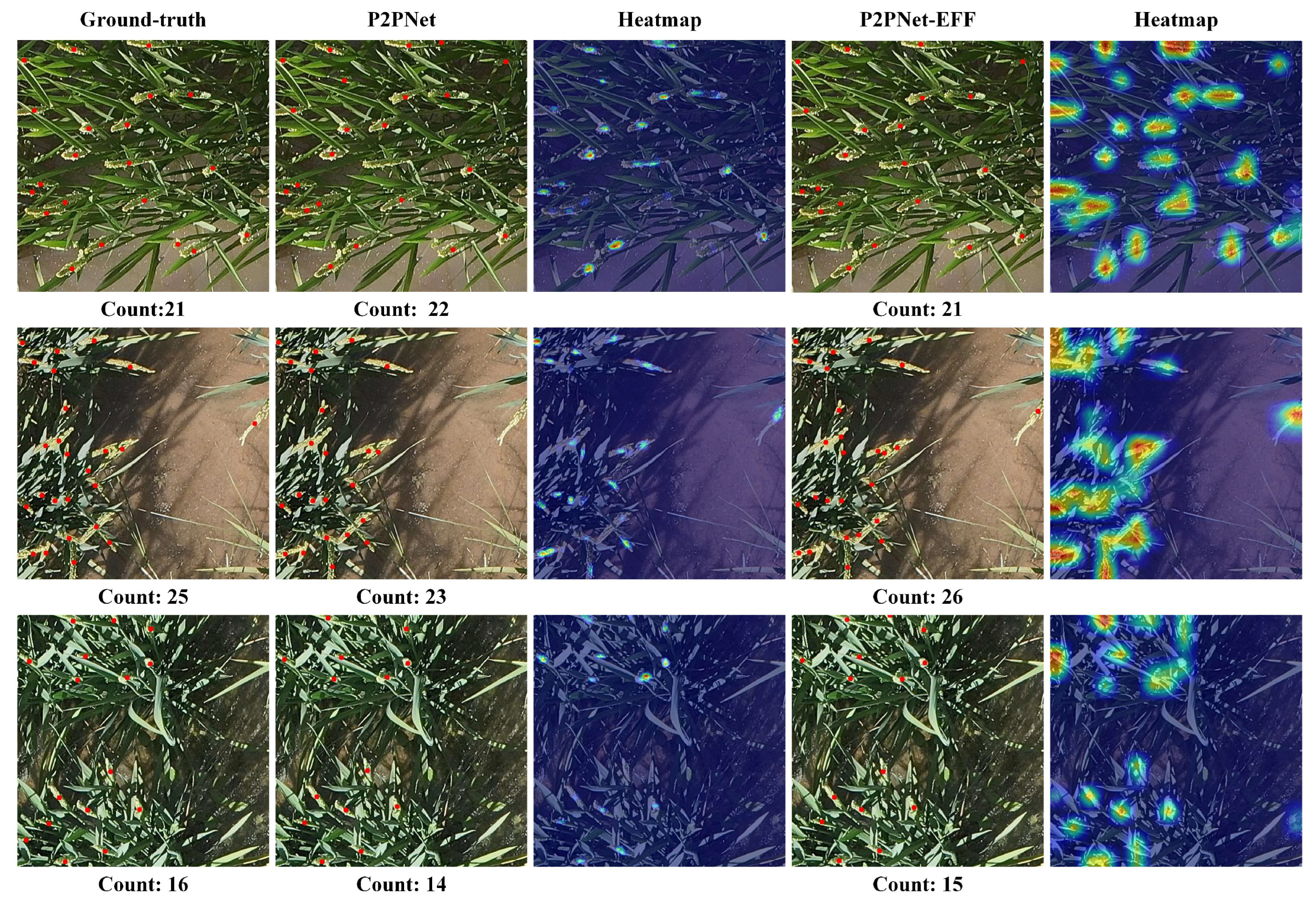 Agronomy 14 00868 g009