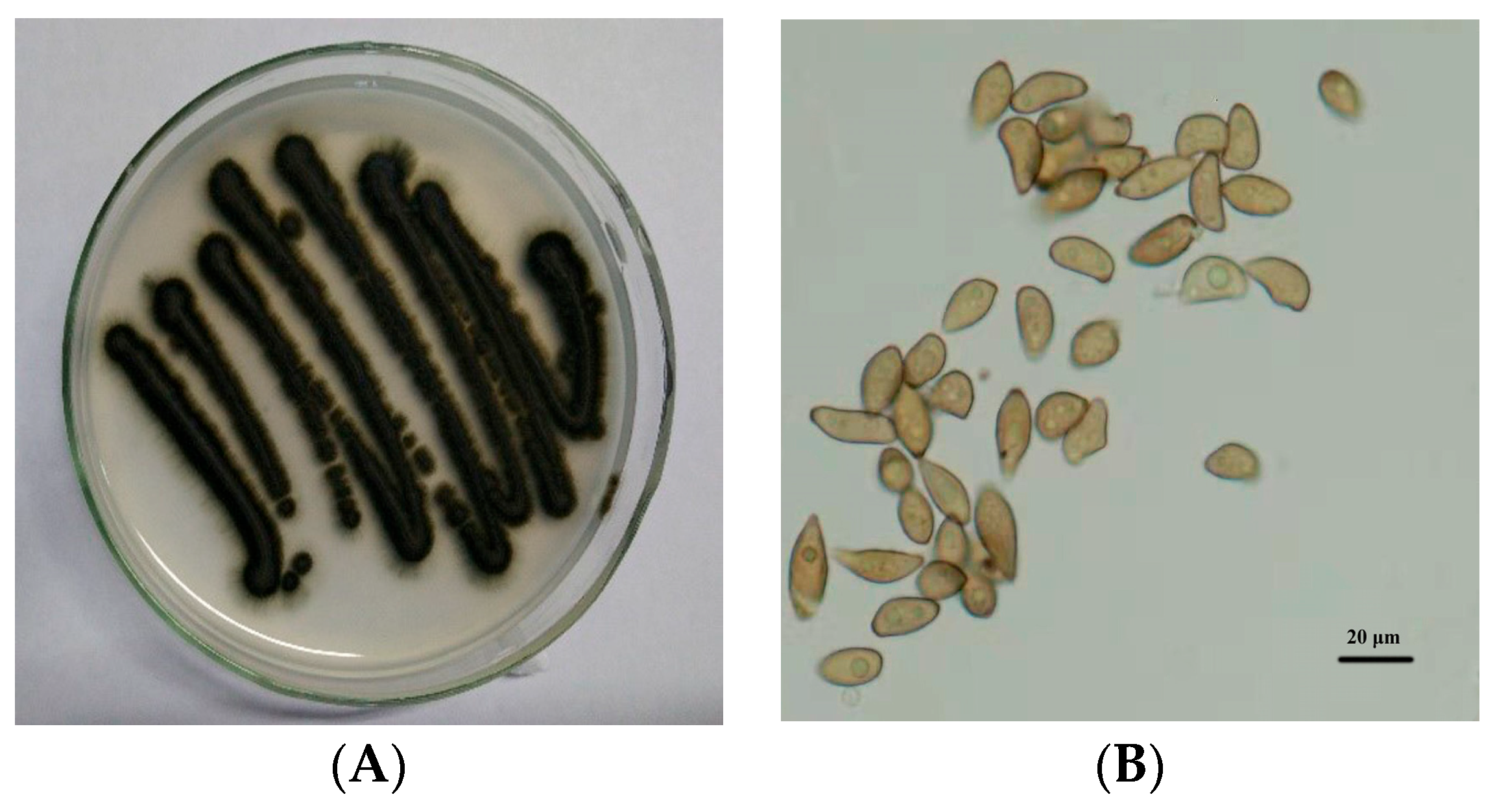 Agronomy 14 00877 g001 Agronomy 14 00877 g001