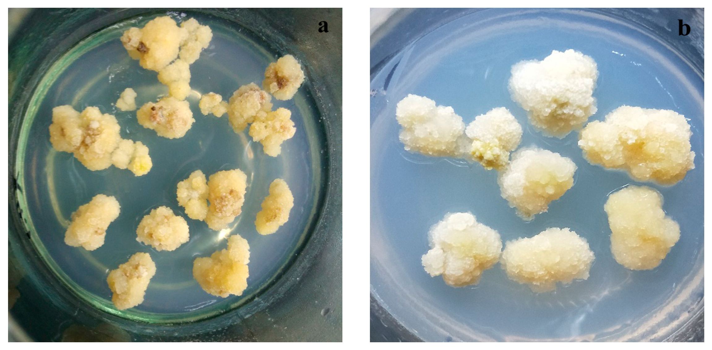 Agronomy 14 00877 g002 Agronomy 14 00877 g002