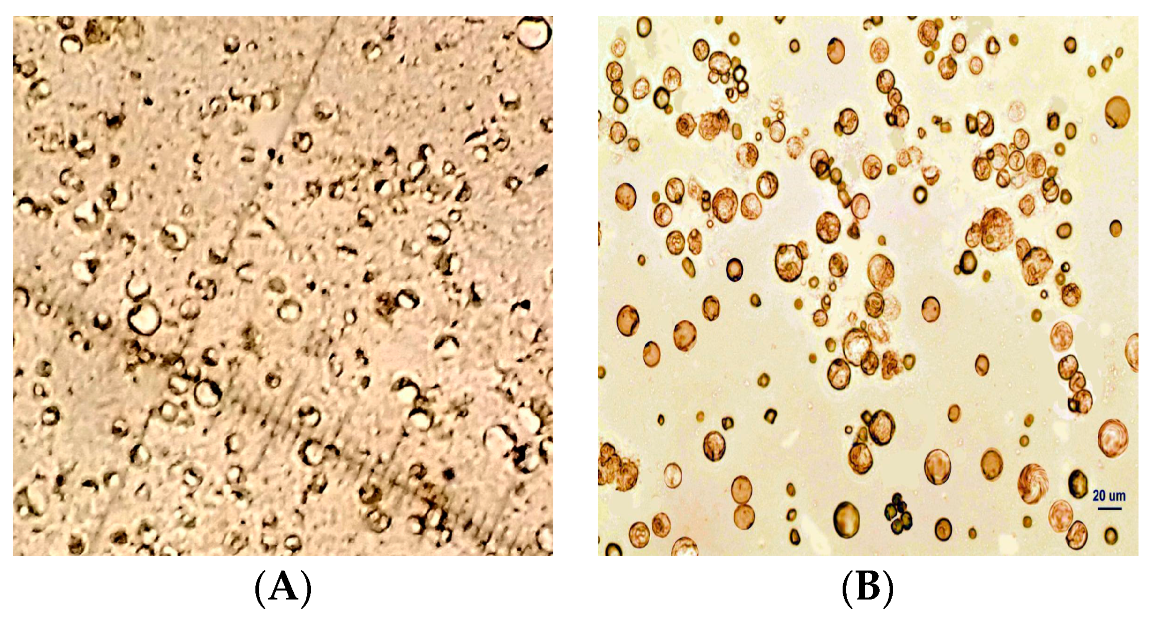 Agronomy 14 00877 g003 Agronomy 14 00877 g003