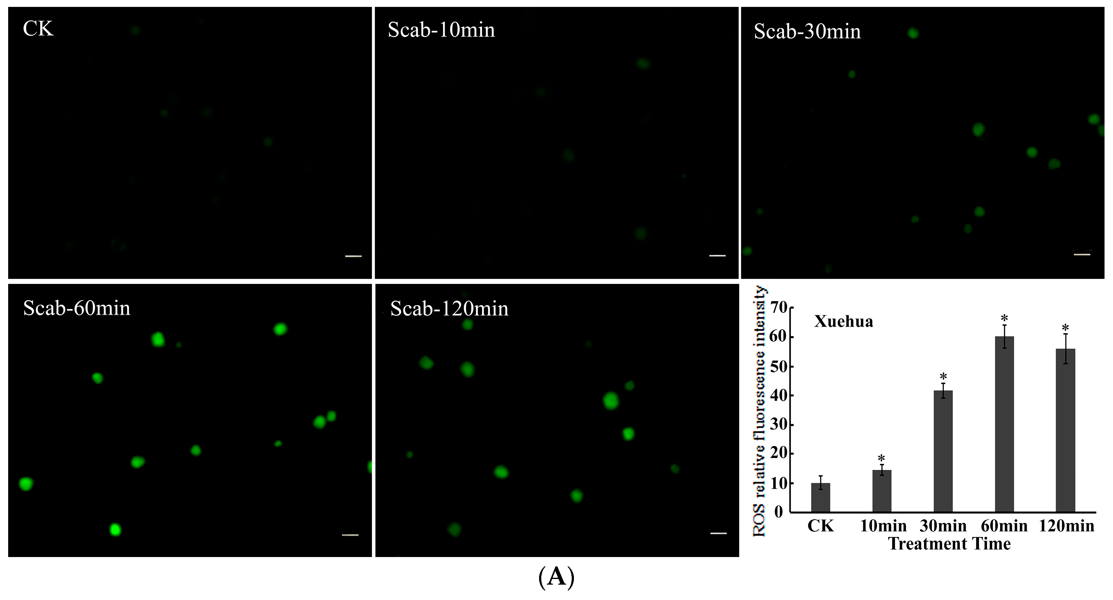 Agronomy 14 00877 g004a Agronomy 14 00877 g004a