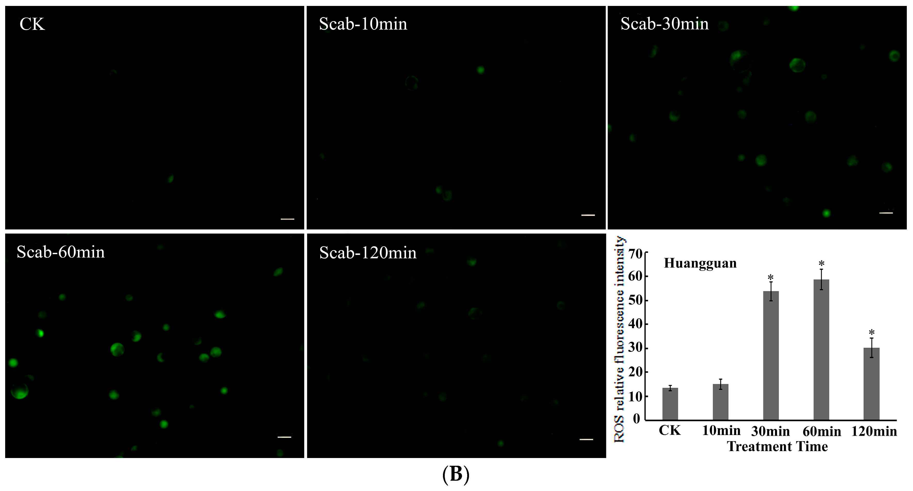 Agronomy 14 00877 g004b Agronomy 14 00877 g004b