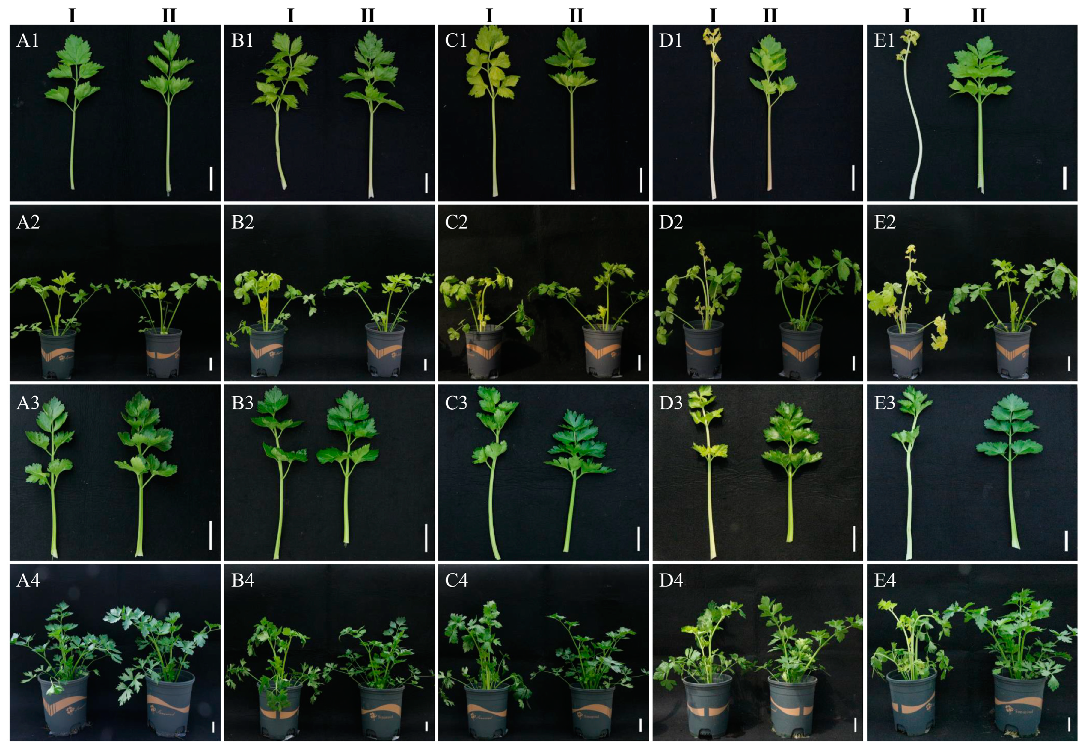 Agronomy 14 00896 g001
