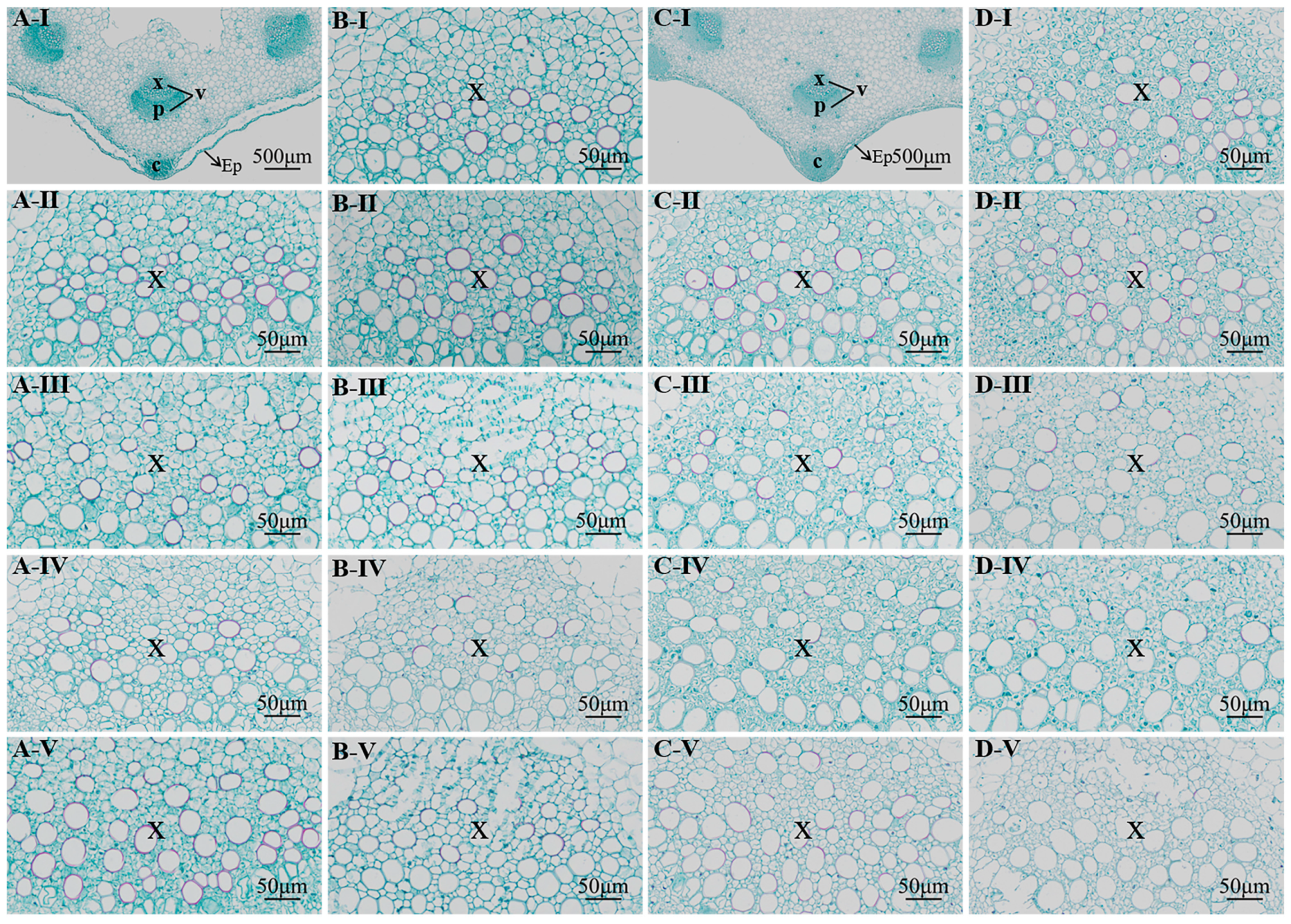 Agronomy 14 00896 g004