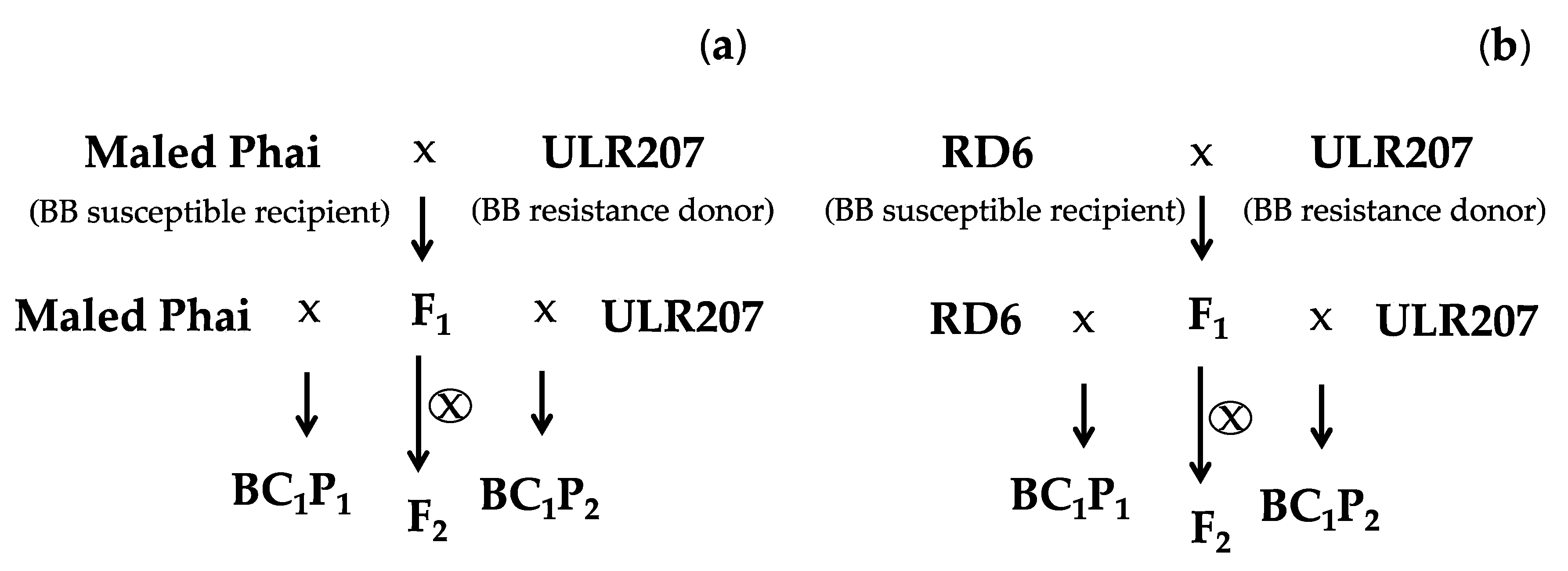Agronomy 14 00898 g002