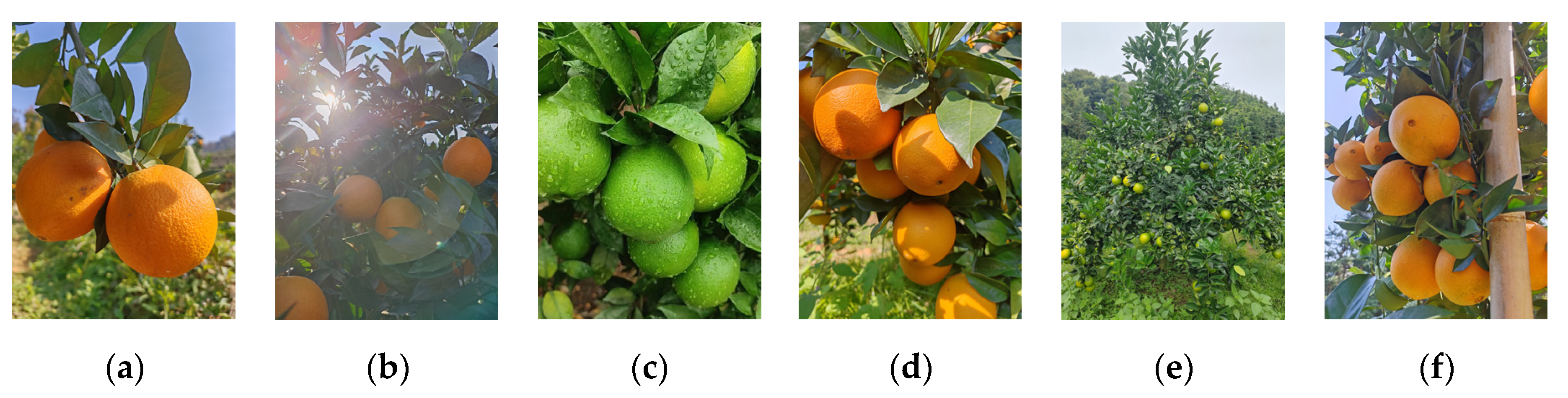 Agronomy 14 00910 g001