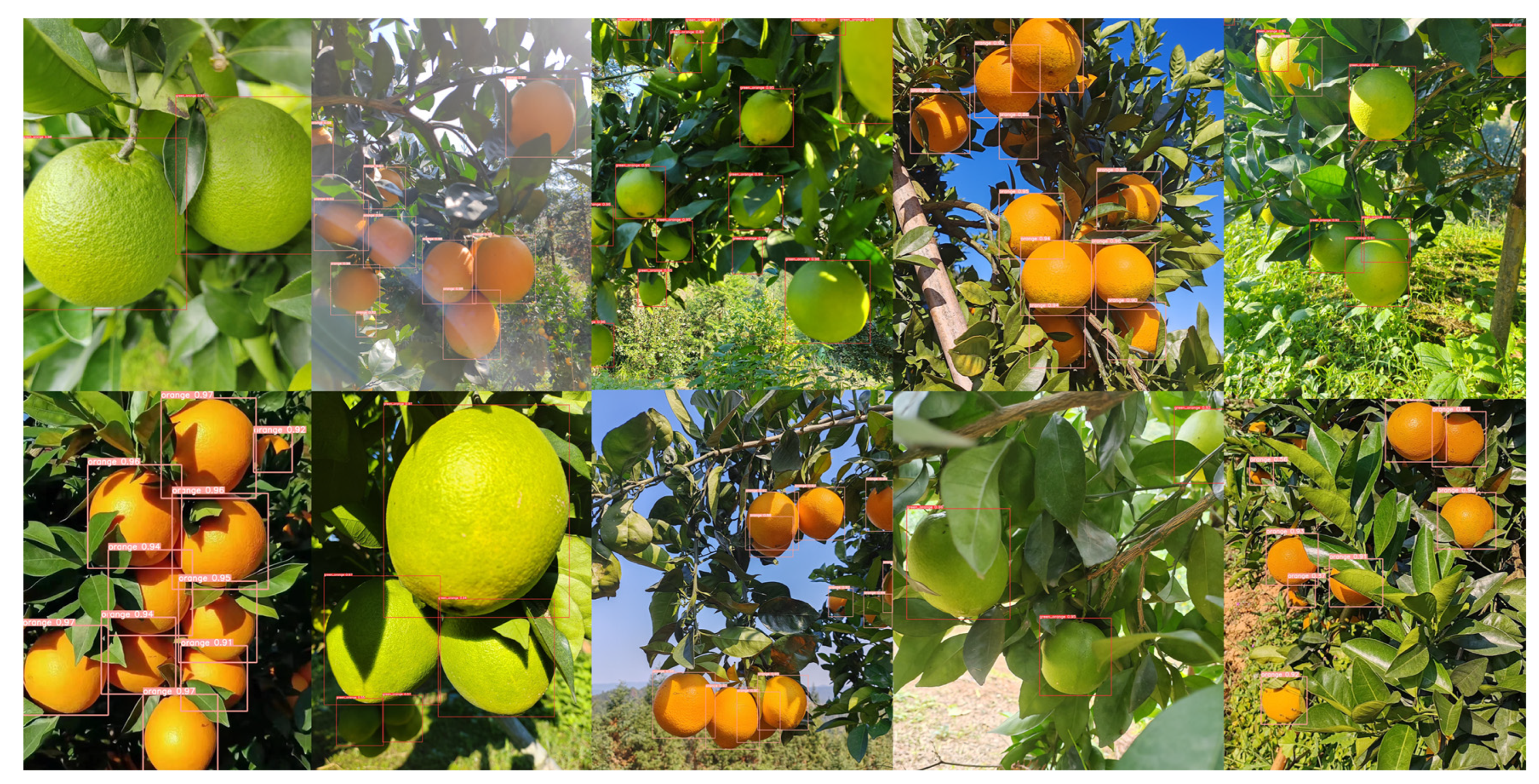 Agronomy 14 00910 g007