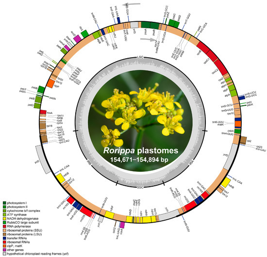 Complete Plastomes of Ten Rorippa Species (Brassicaceae