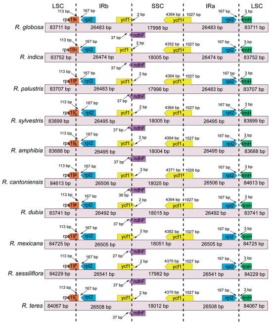 Complete Plastomes of Ten Rorippa Species (Brassicaceae