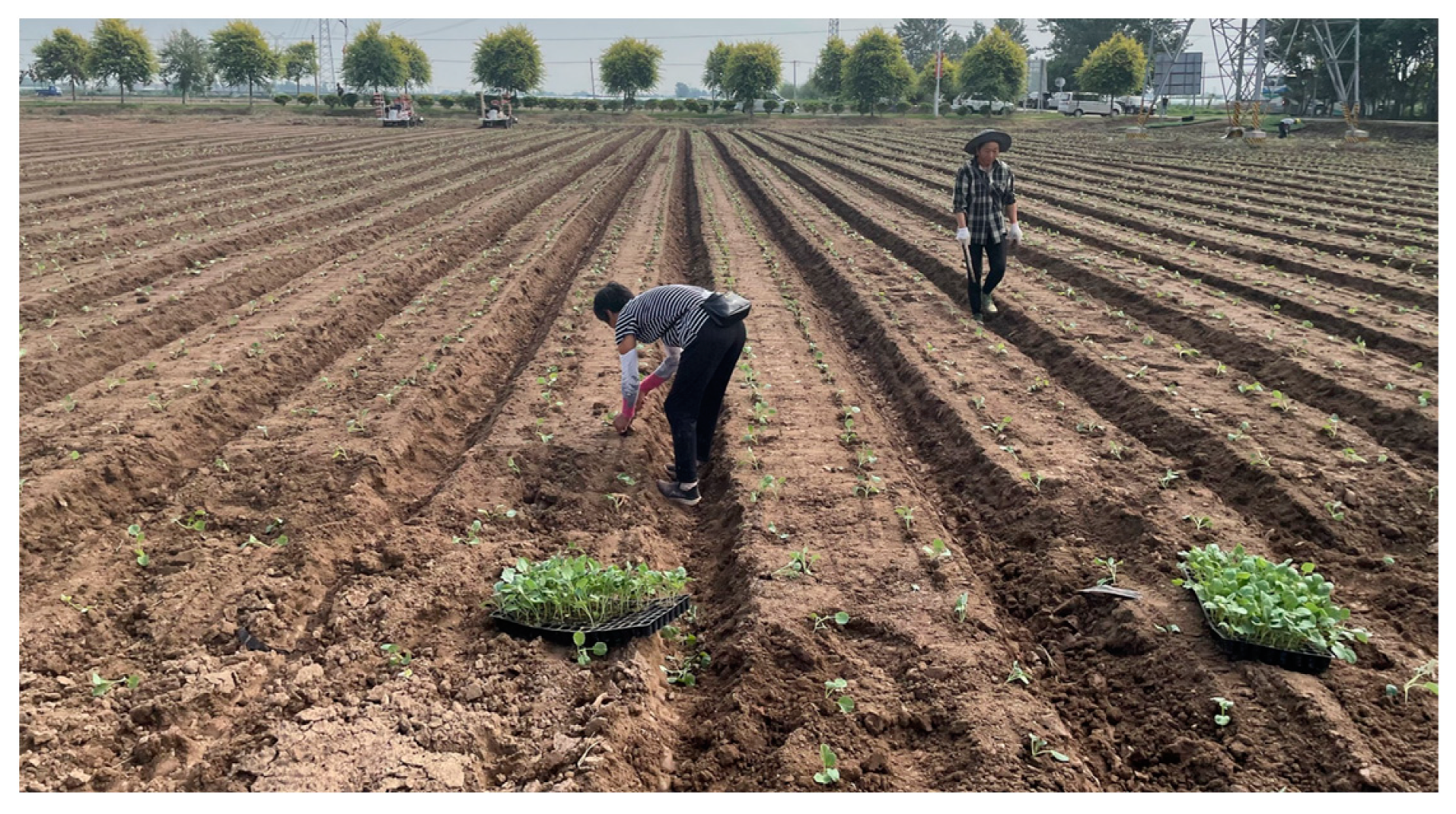 Agronomy 14 00931 g001