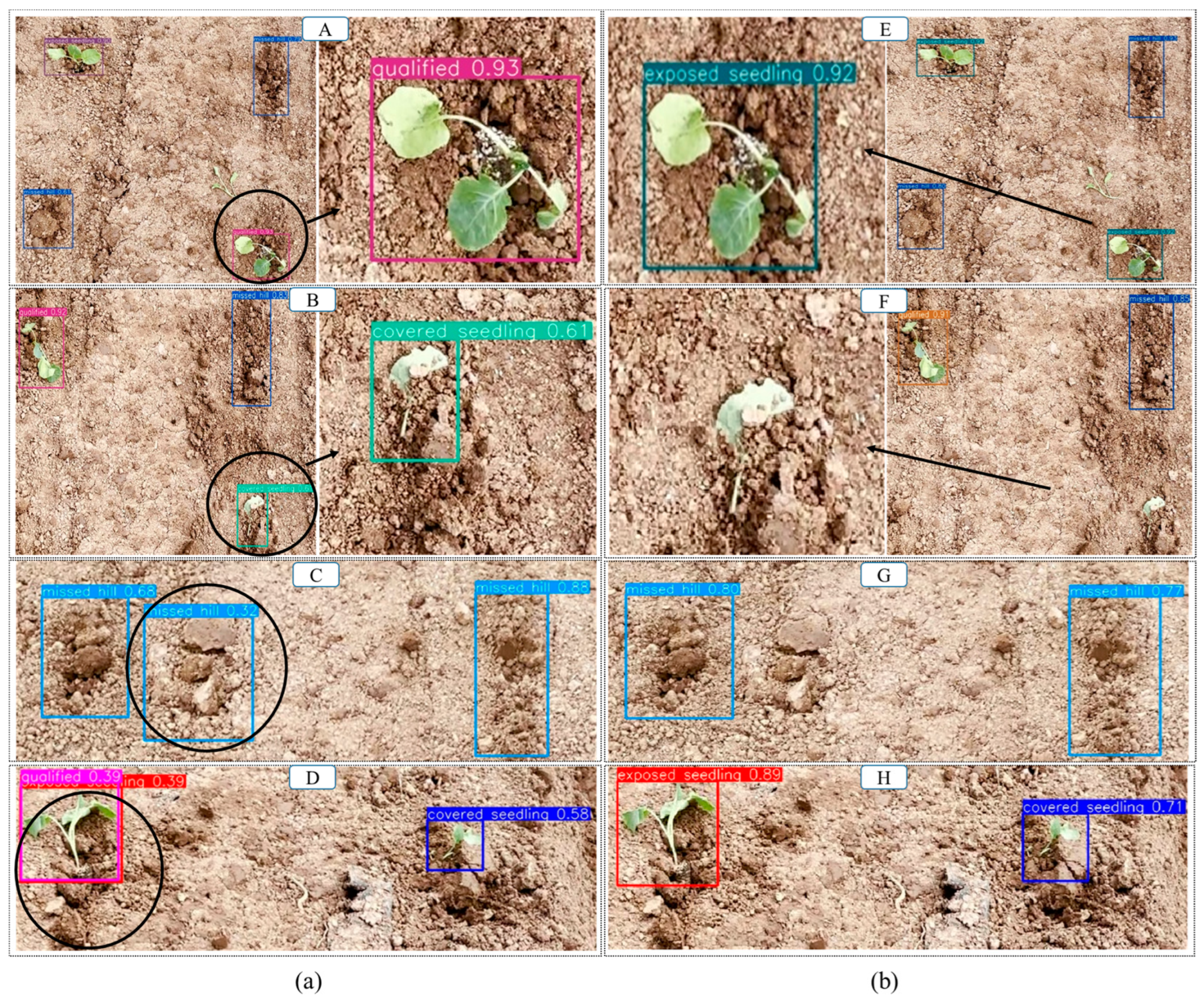 Agronomy 14 00931 g012