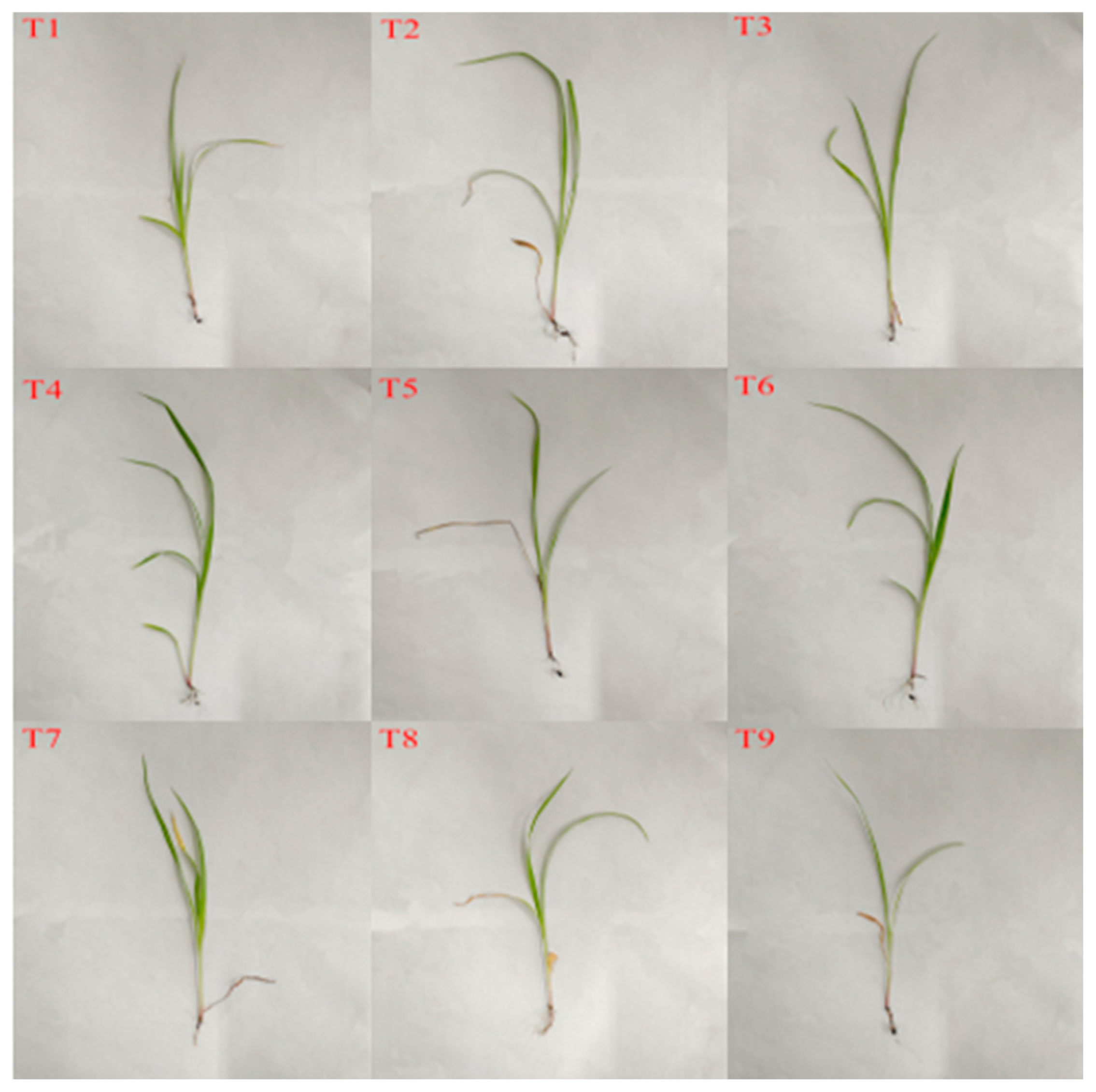 Agronomy 14 00945 g002