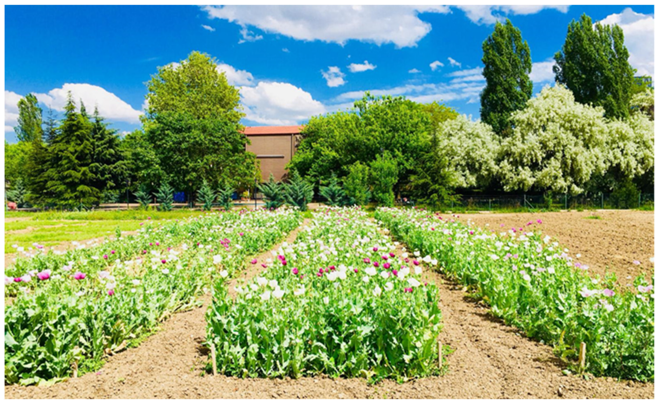 Agronomy 14 00957 g001