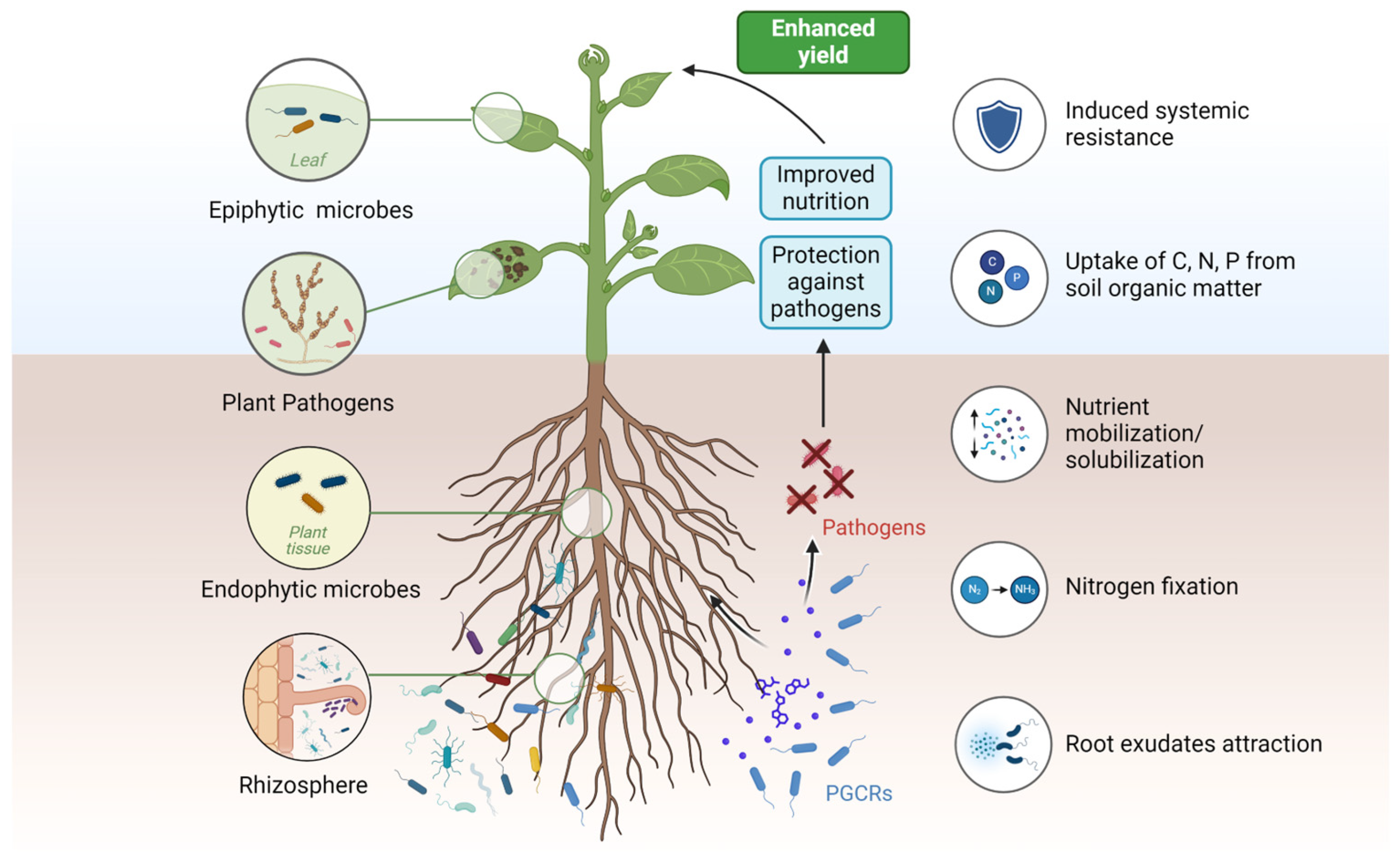 Agronomy 14 00981 g001