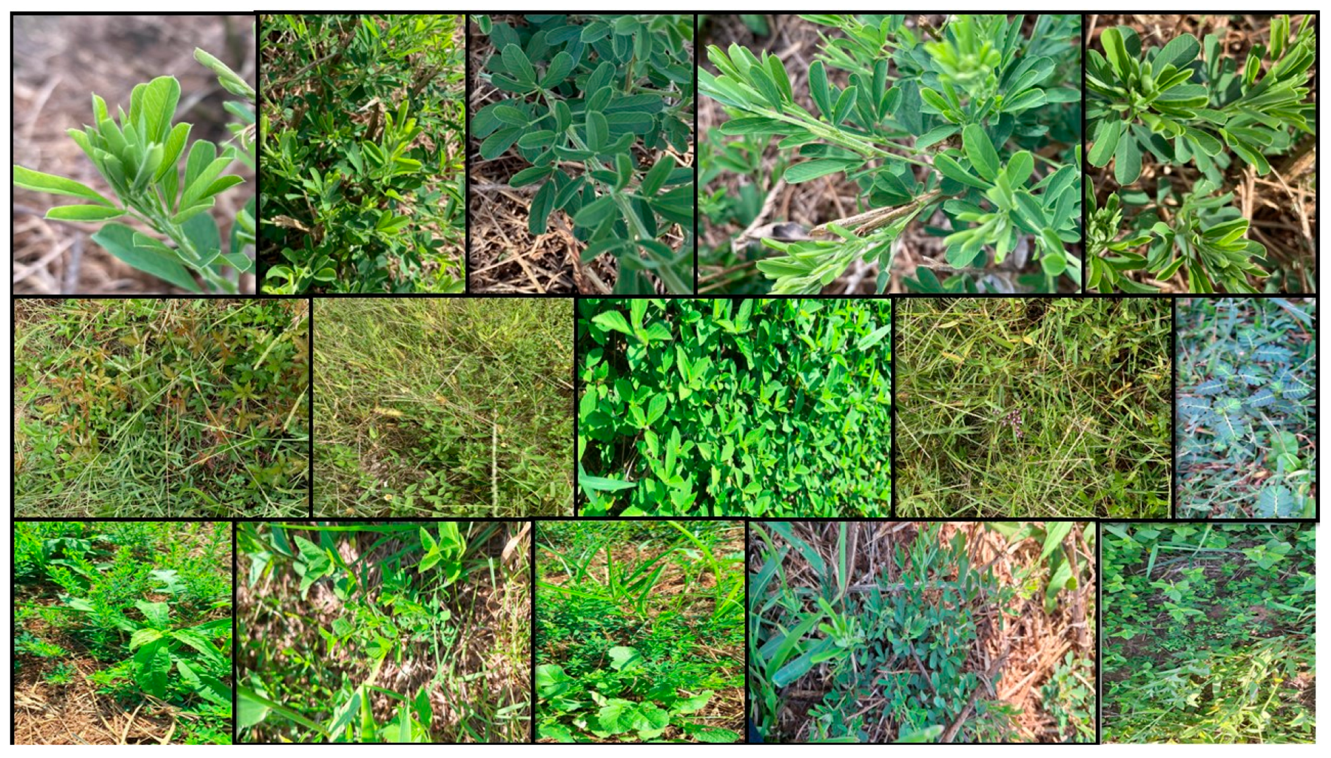 Agronomy 14 00992 g001